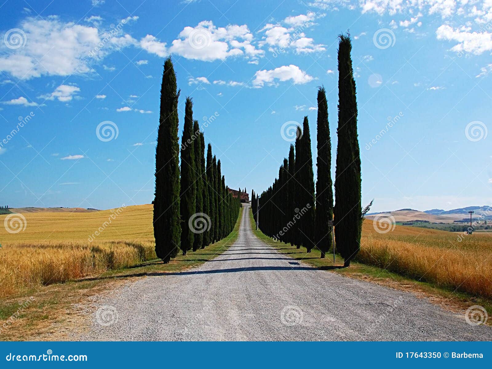 avenue lined with cypress