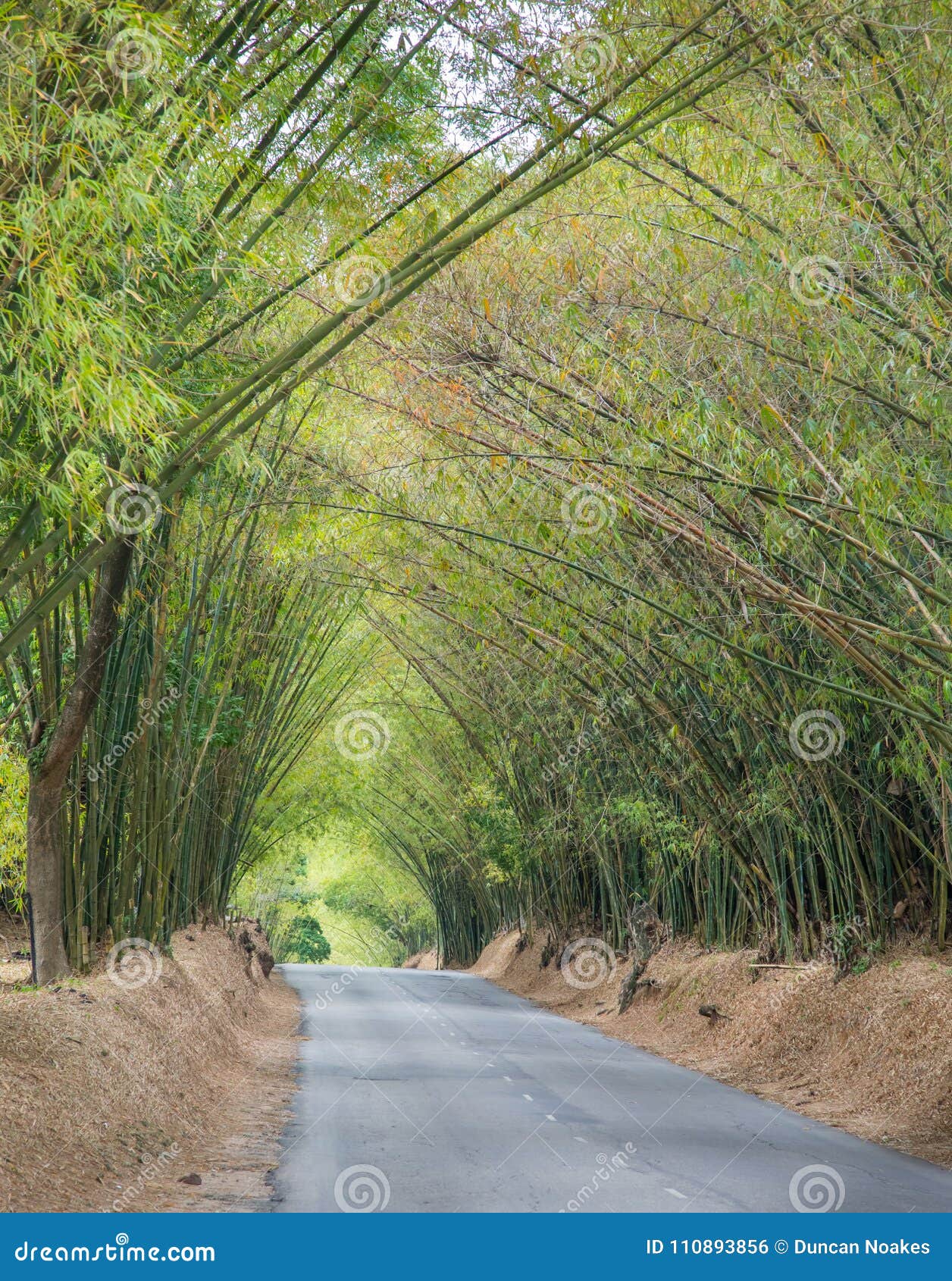 avenue with road and bamboo trees