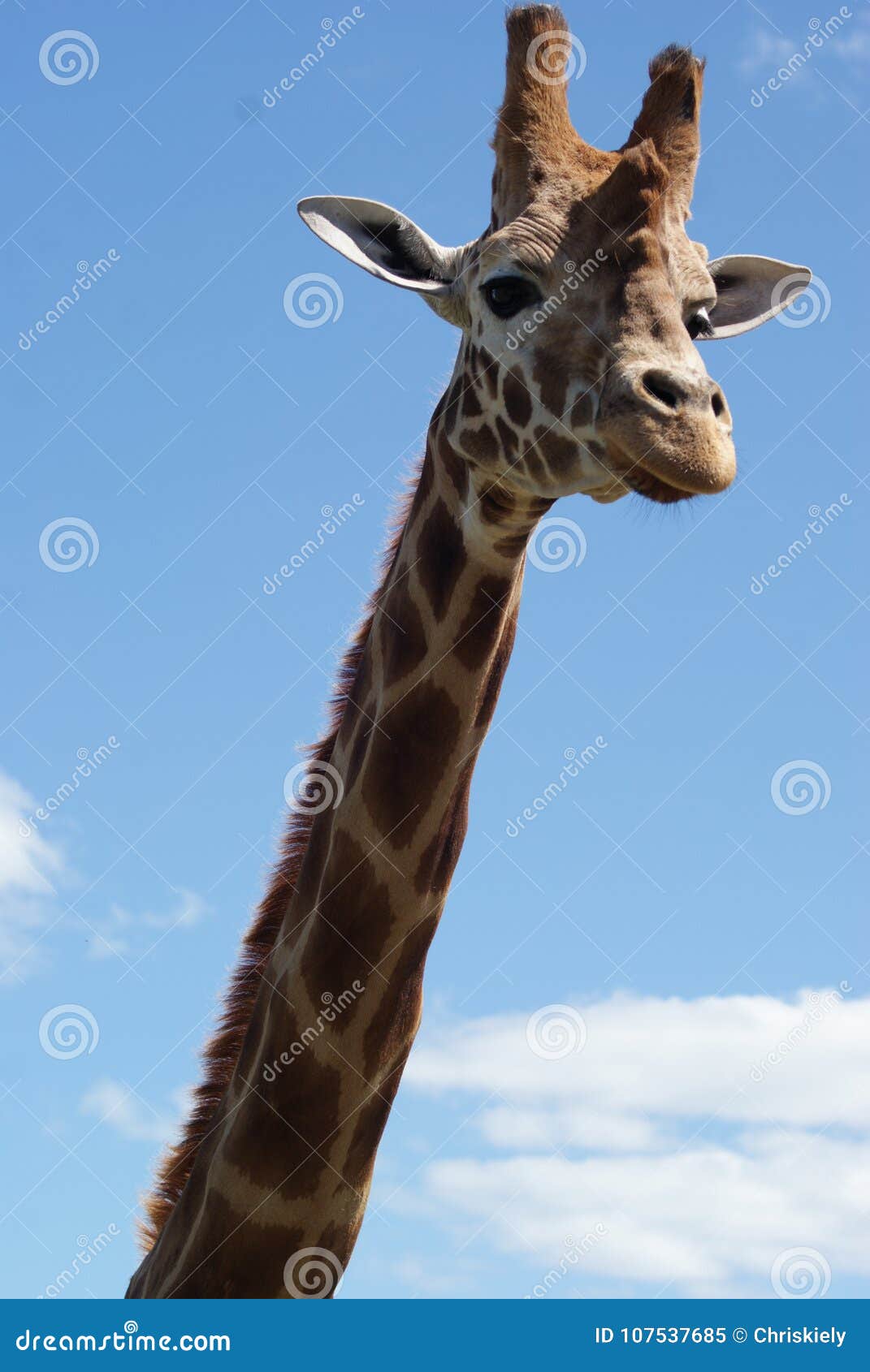 Giraffe Head Close Up stock image. Image of giraffa - 107537685
