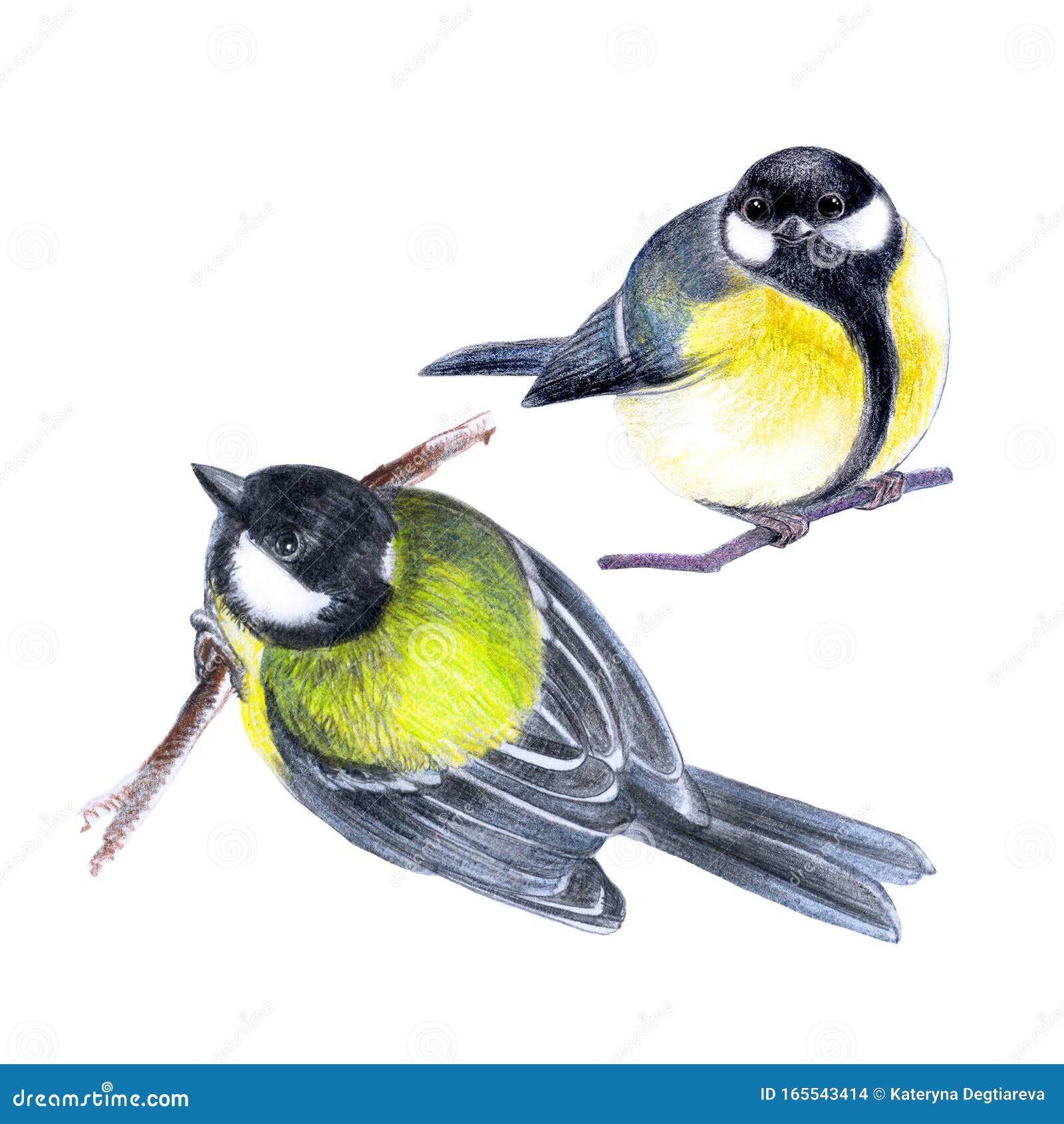 Dibujos de Aves para colorear  75 imágenes gratis para imprimir