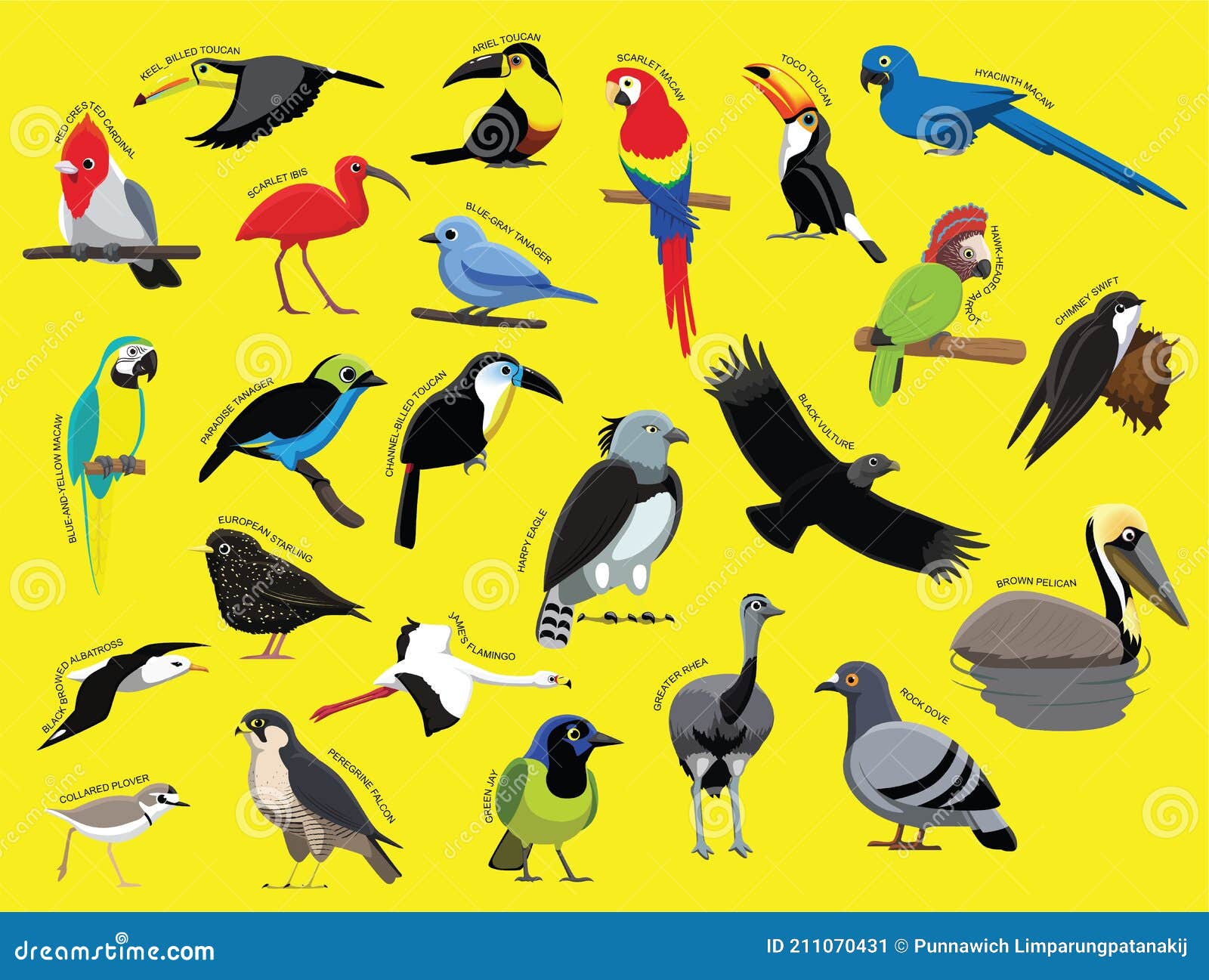 Aves Sudamericanas Con Nombre Dibujos Animados Juego De Caracteres 1  Ilustración del Vector - Ilustración de tangente, fichero: 211070431