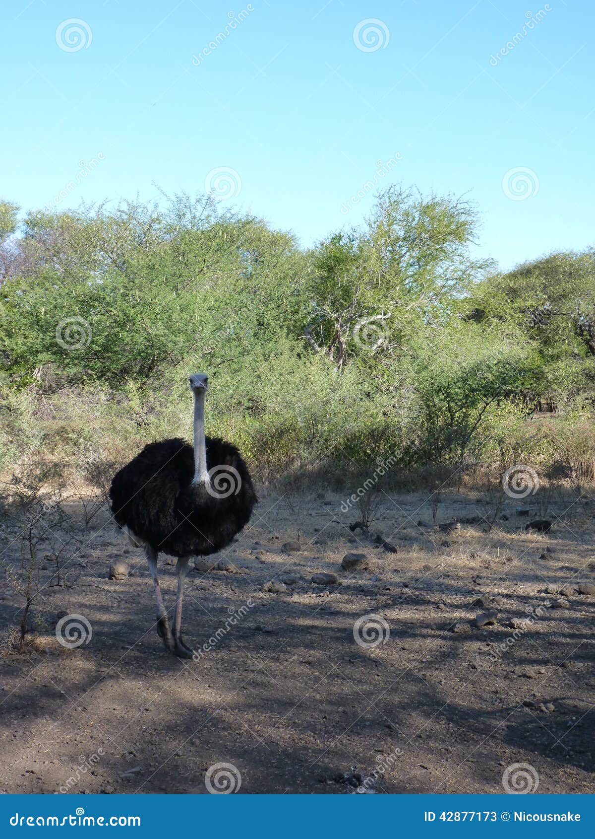 Avestruz en Safari Road. Avestruz en el parque de Safari Road In Casela Nature, Mauritius Island