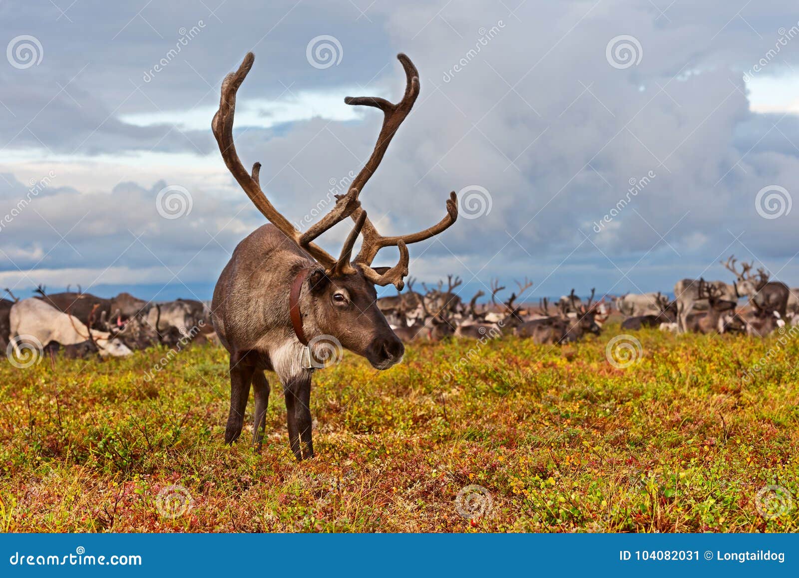 reindeer grazes in the polar tundra.
