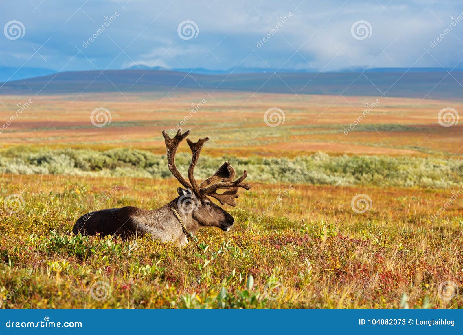 reindeer grazes in the polar tundra.