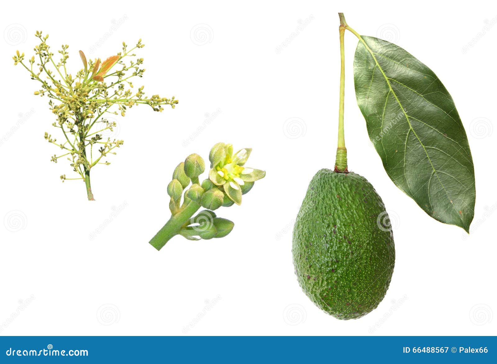 Avocado Development Stages Stock Image Image Of Fruit 66488567 avocado-development-stages-stock-image-image-of-fruit-66488567