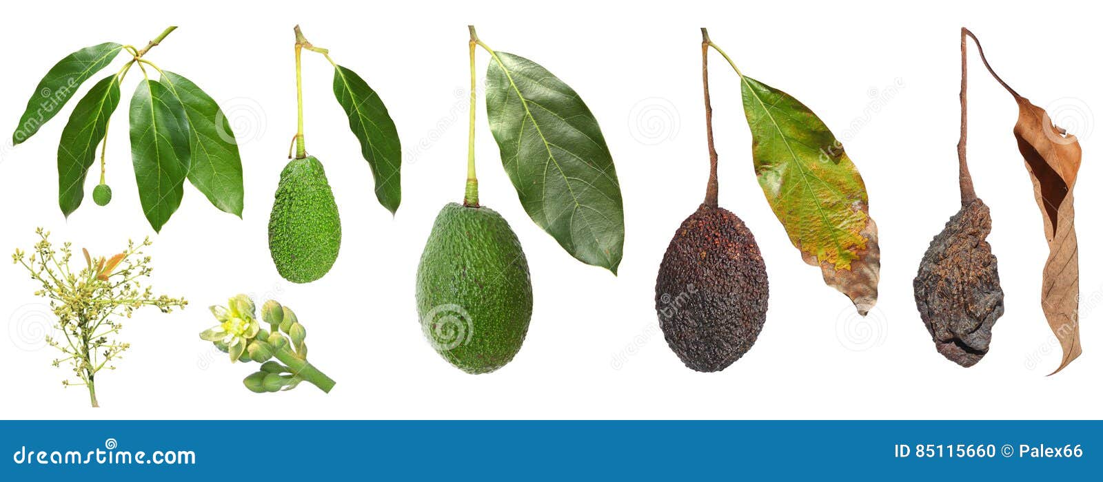 Avocado Fruit Development Stock Photo Image Of Healthy 85115660 avocado-fruit-development-stock-photo-image-of-healthy-85115660