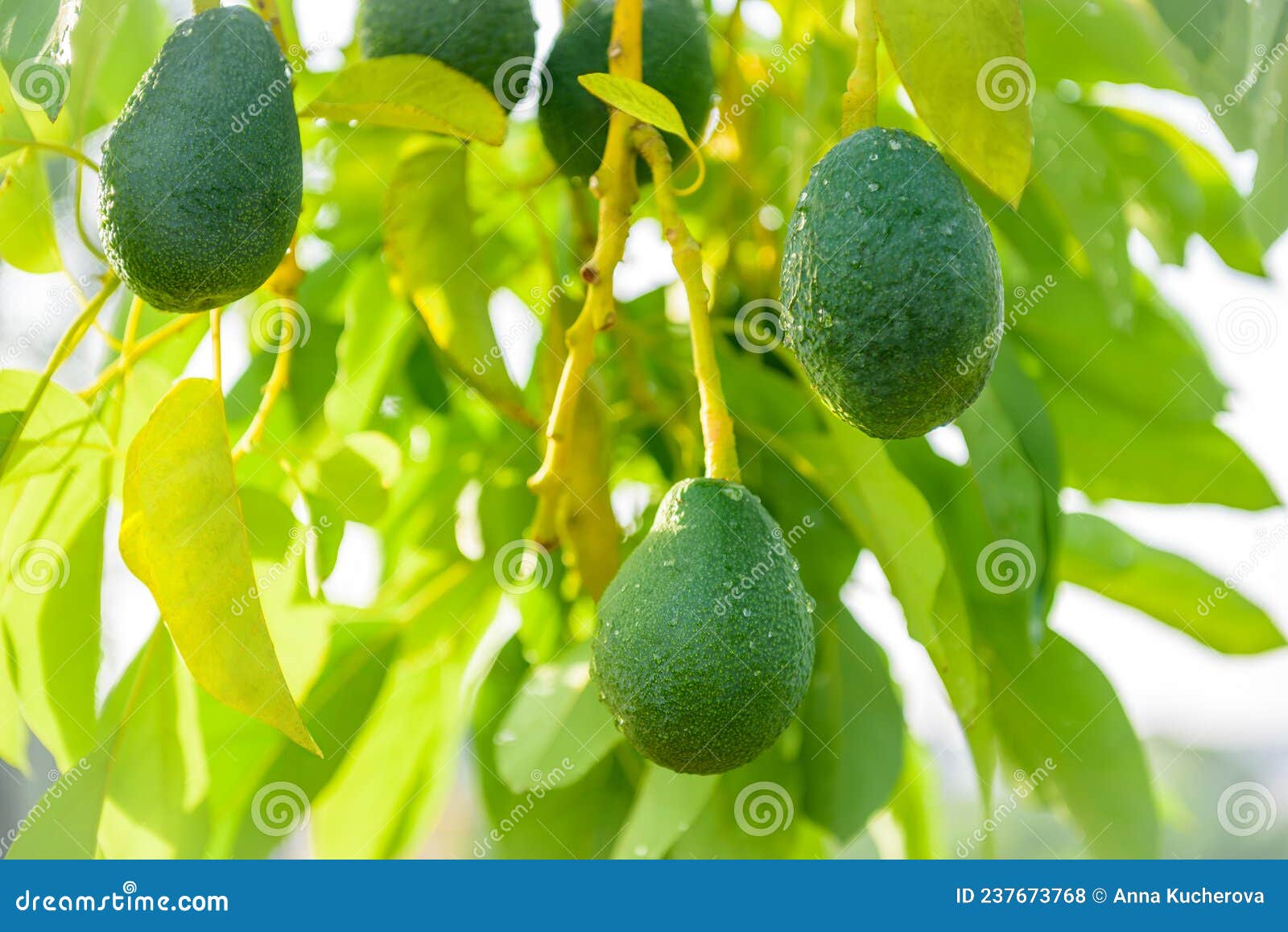 Avocado Fruits Grow on a Tree at Avocado Farm Stock Photo Image of