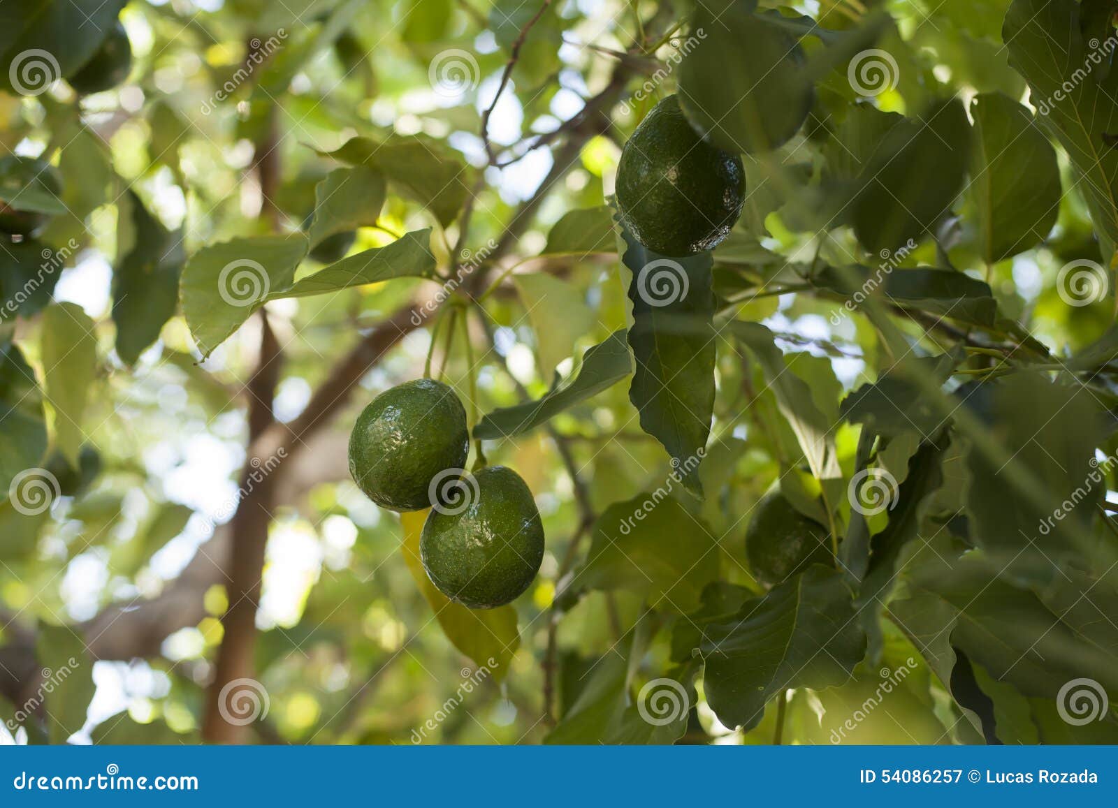 avocado growing on tree