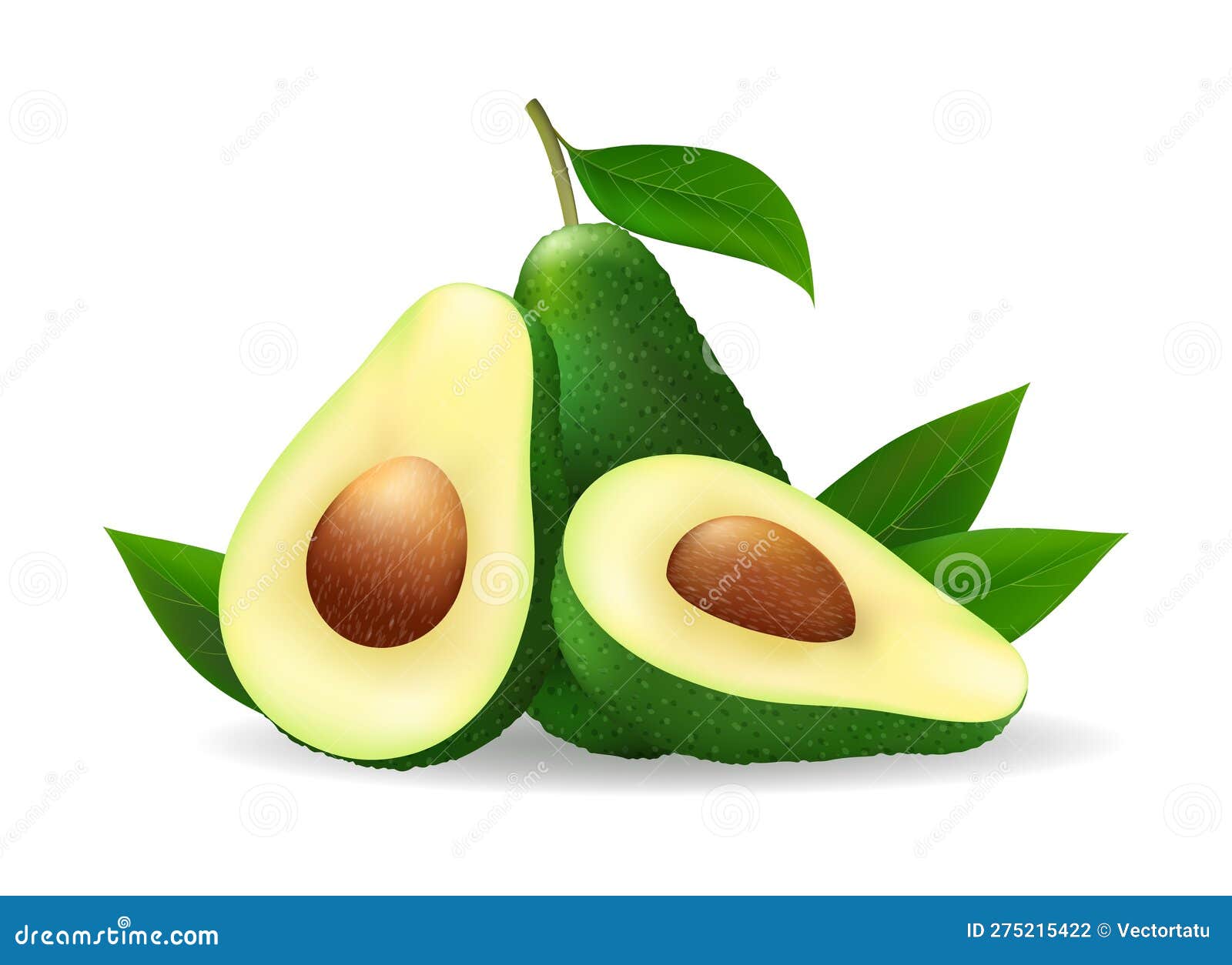 Avocado Isolted Fruits on White Stock Vector Illustration of white