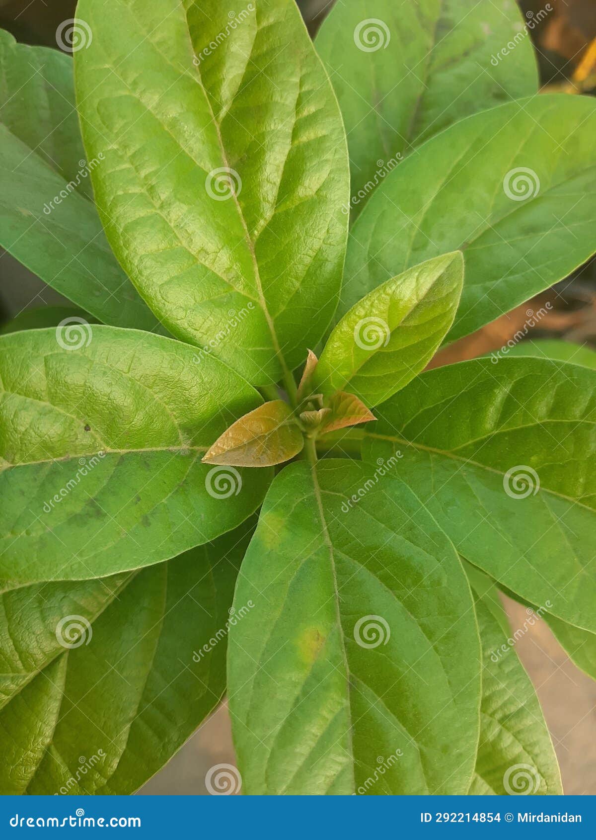 Avocado Leaves are Green and Just Emerging Stock Photo Image of