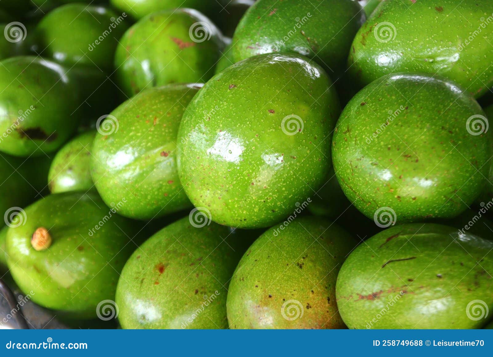 Avocado Palta Guacamole Fruit Stock Photo Image of gardening, organic