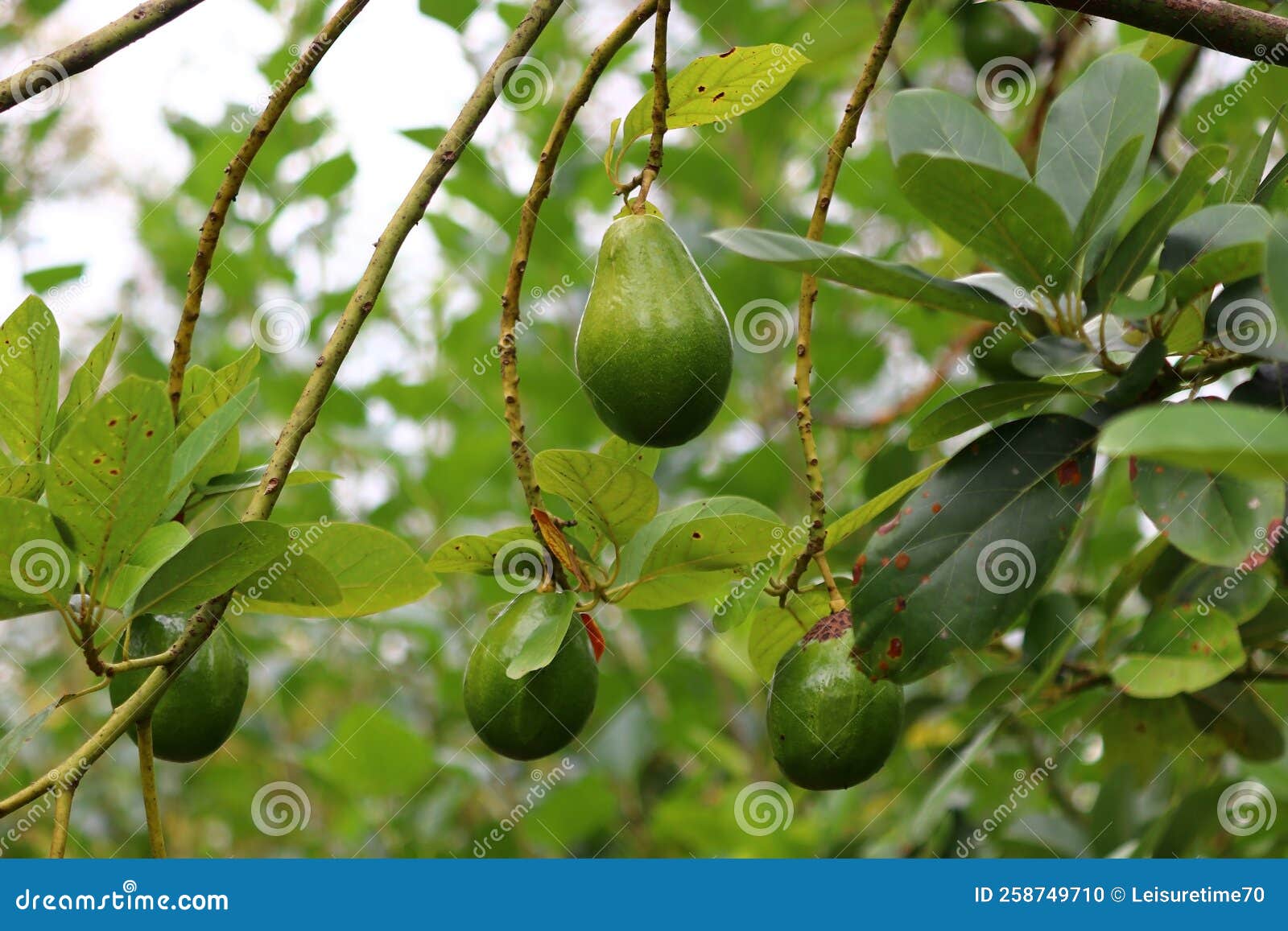 Avocado Palta Guacamole Fruit on Tree Stock Photo Image of vitamin