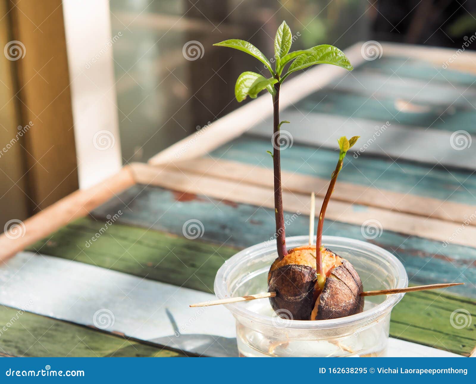 avocado plant seedling avocado plant seedling