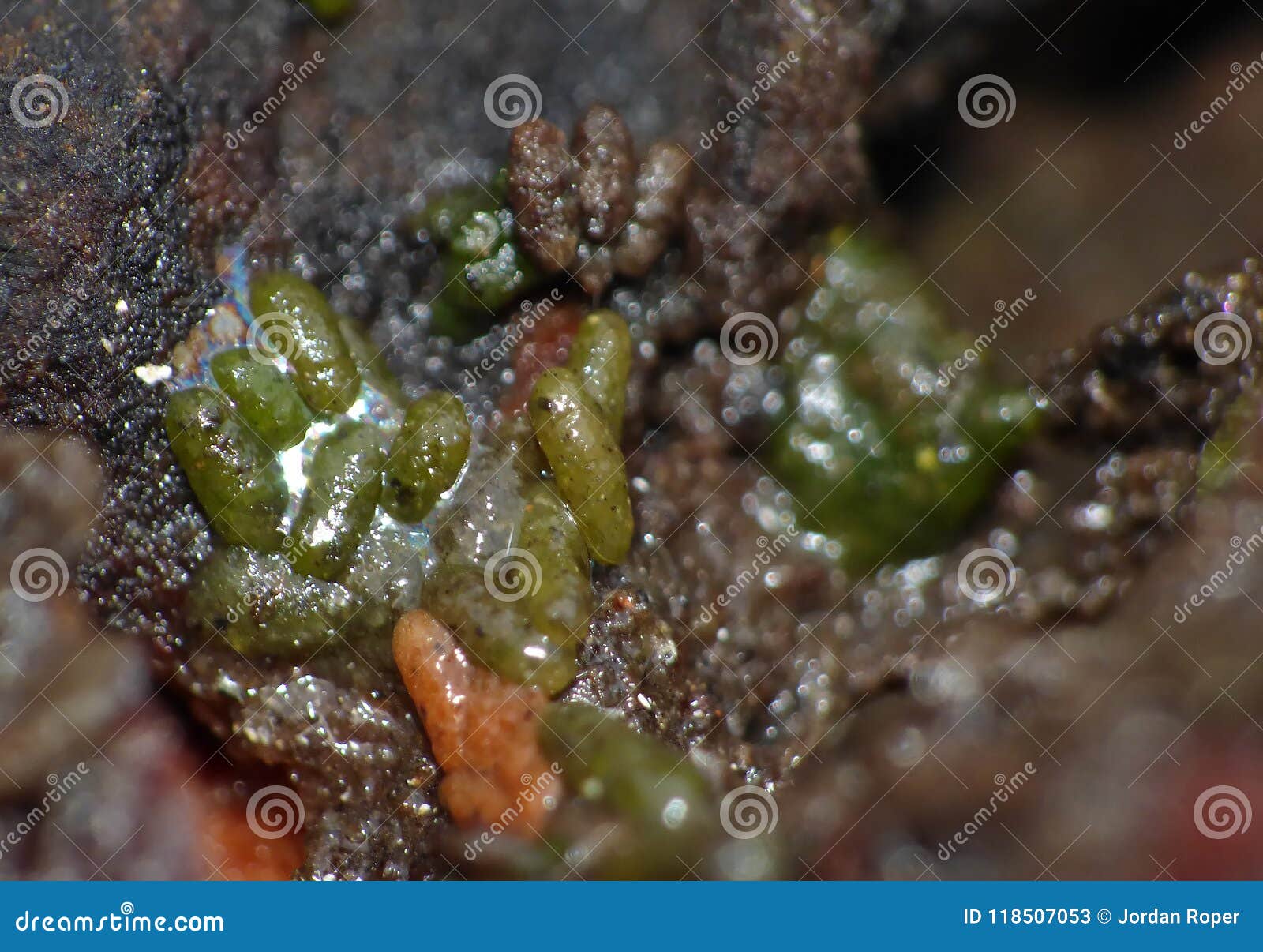 Avocado Seed with Springtail and Mites Stock Image Image of dark