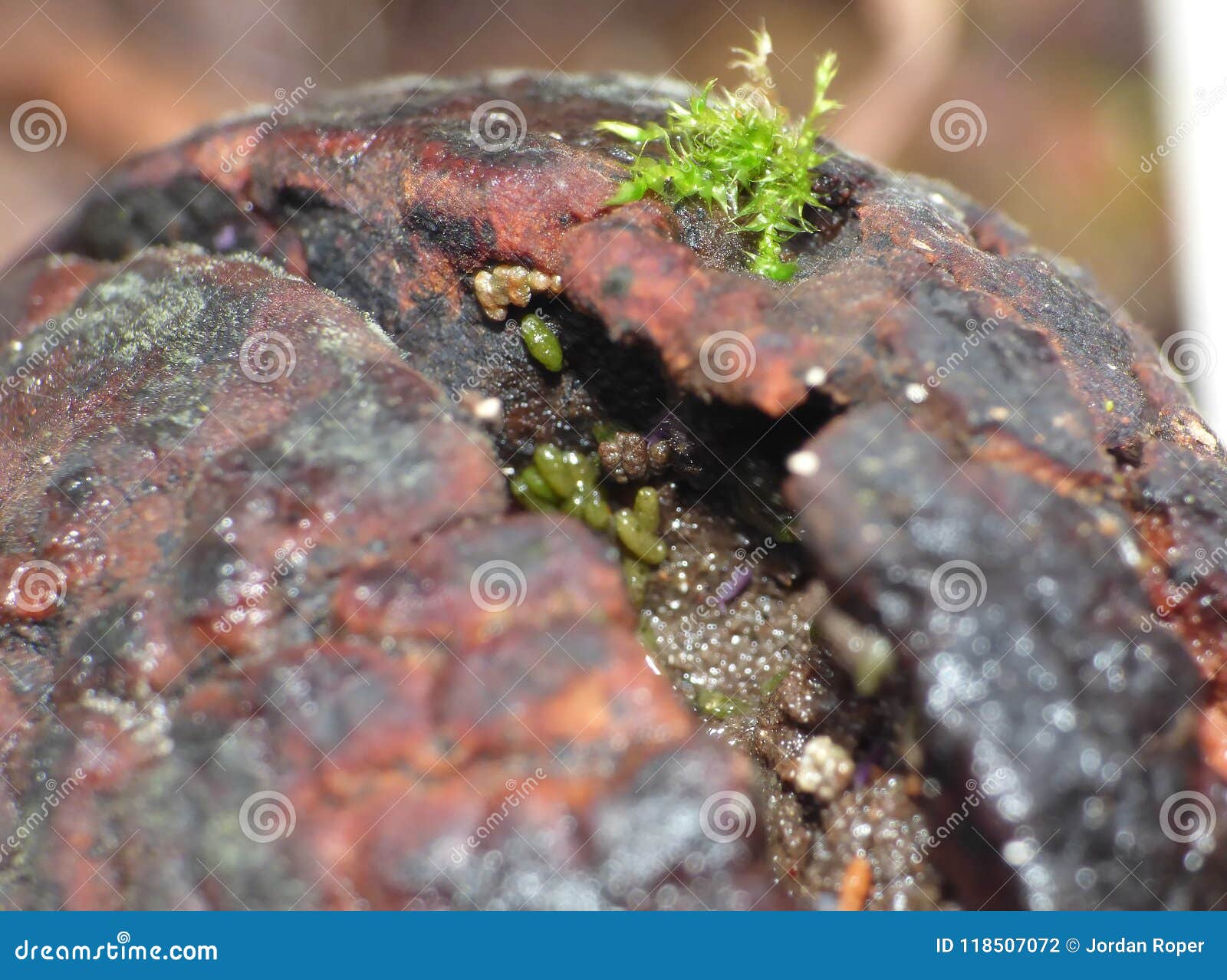Avocado Seed with Springtail and Mites Stock Photo Image of avocado