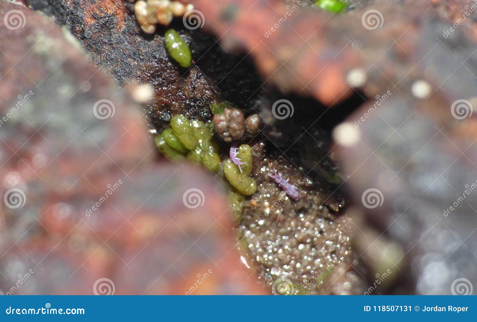 Avocado Seed with Springtail and Mites Stock Image Image of insects