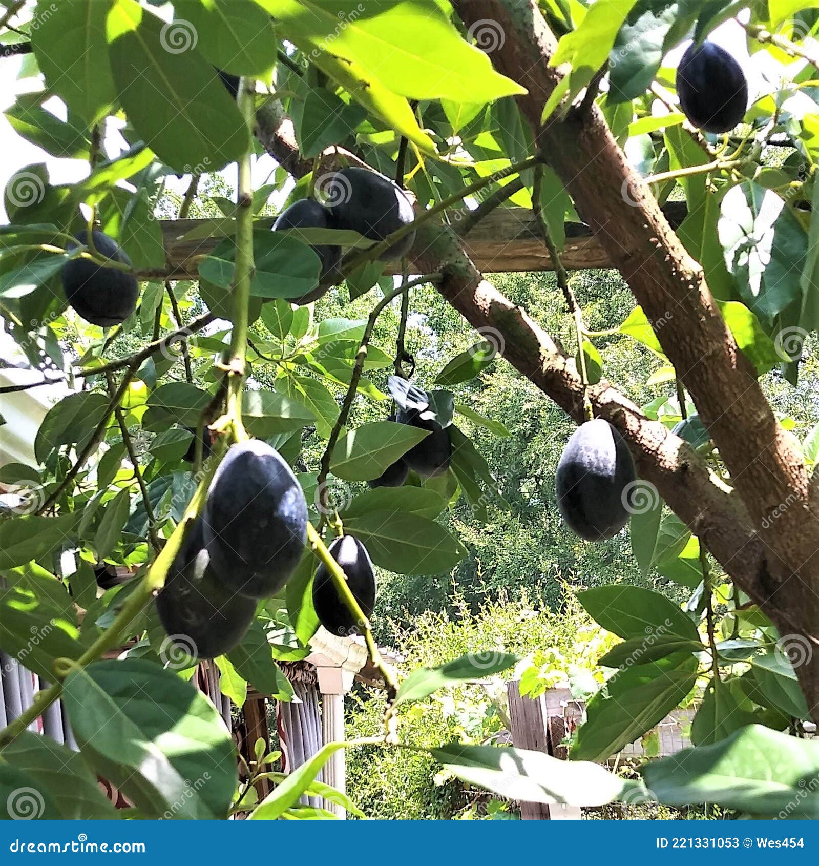 Avocado Tree Heavy With Fruit In My Yard Stock Image Image Of Fruit Yard 221331053
