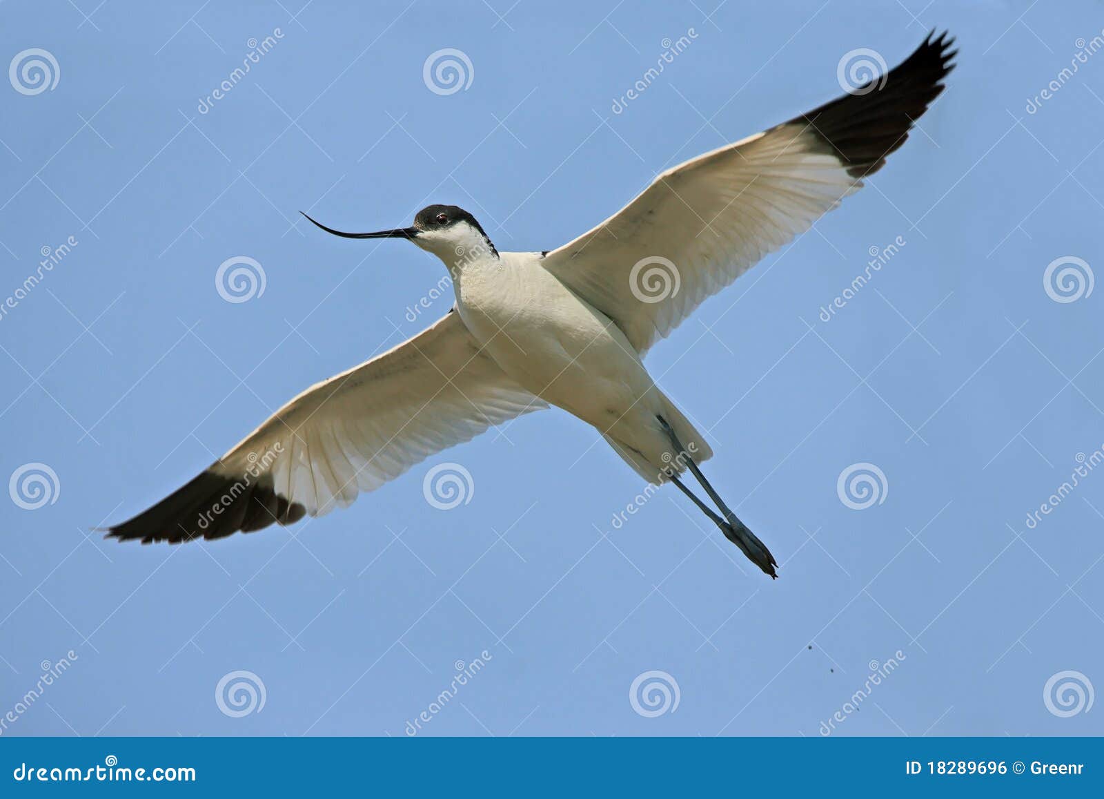 avocet ( recurvirostra avosetta )