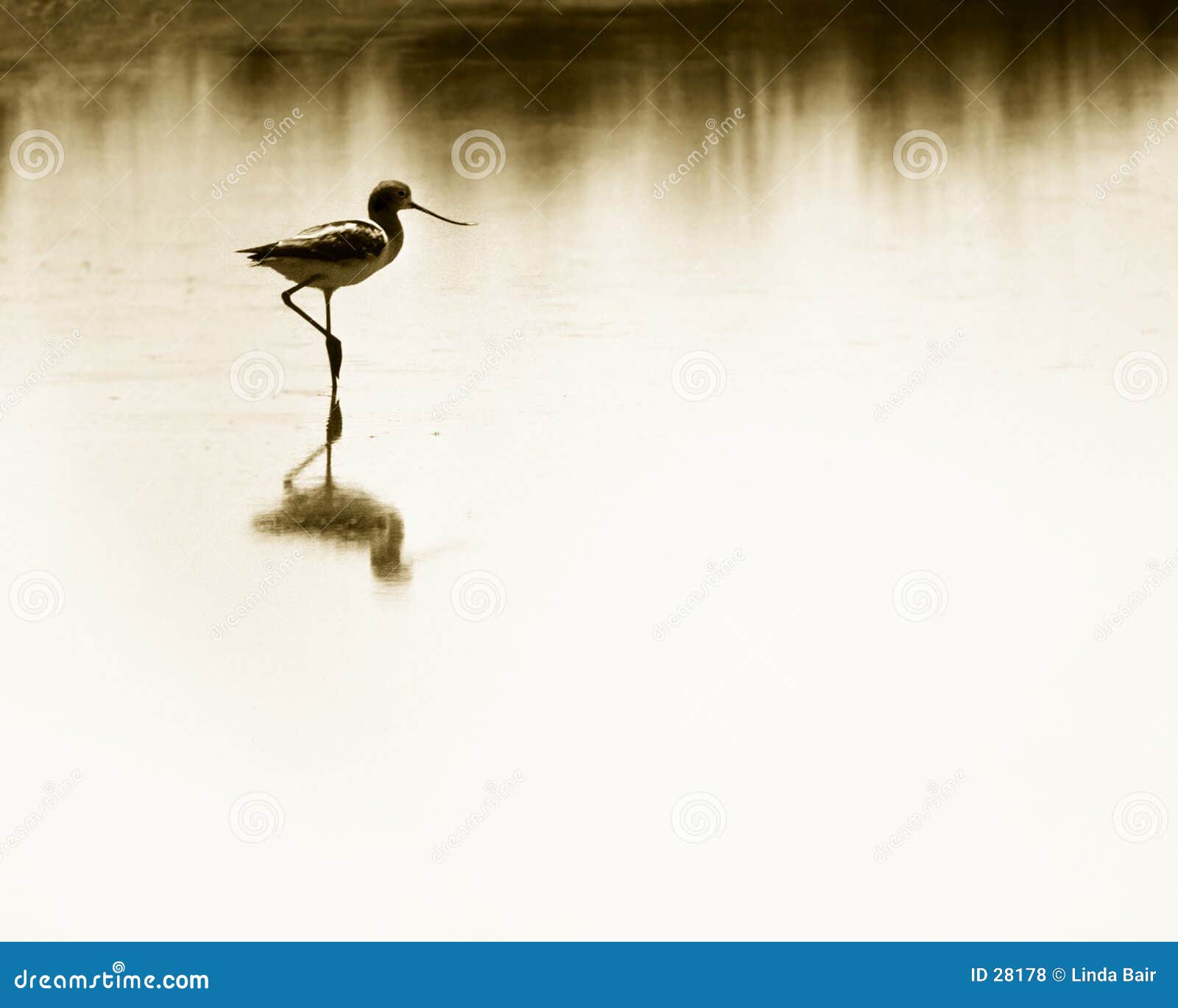 avocet wading wetlands