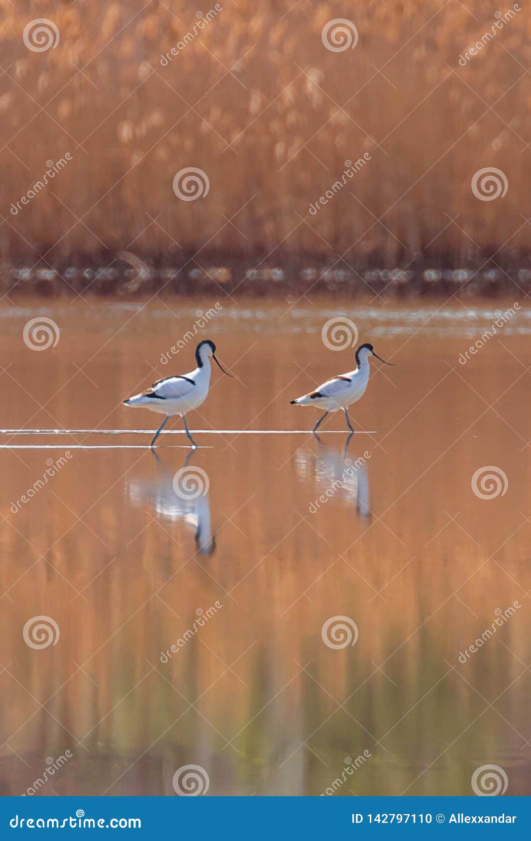 Avocette Pie Dans Leau Recherchant Loiseau Noir Et Blanc D