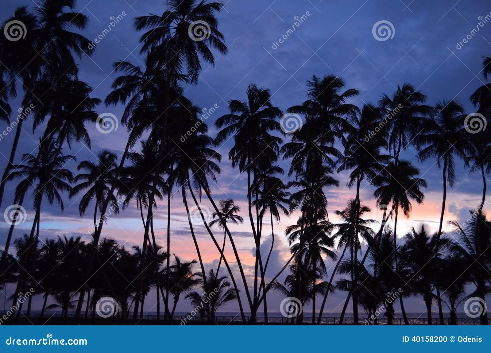 Avslappnande solnedgång över havet med palmträd, Sri Lanka