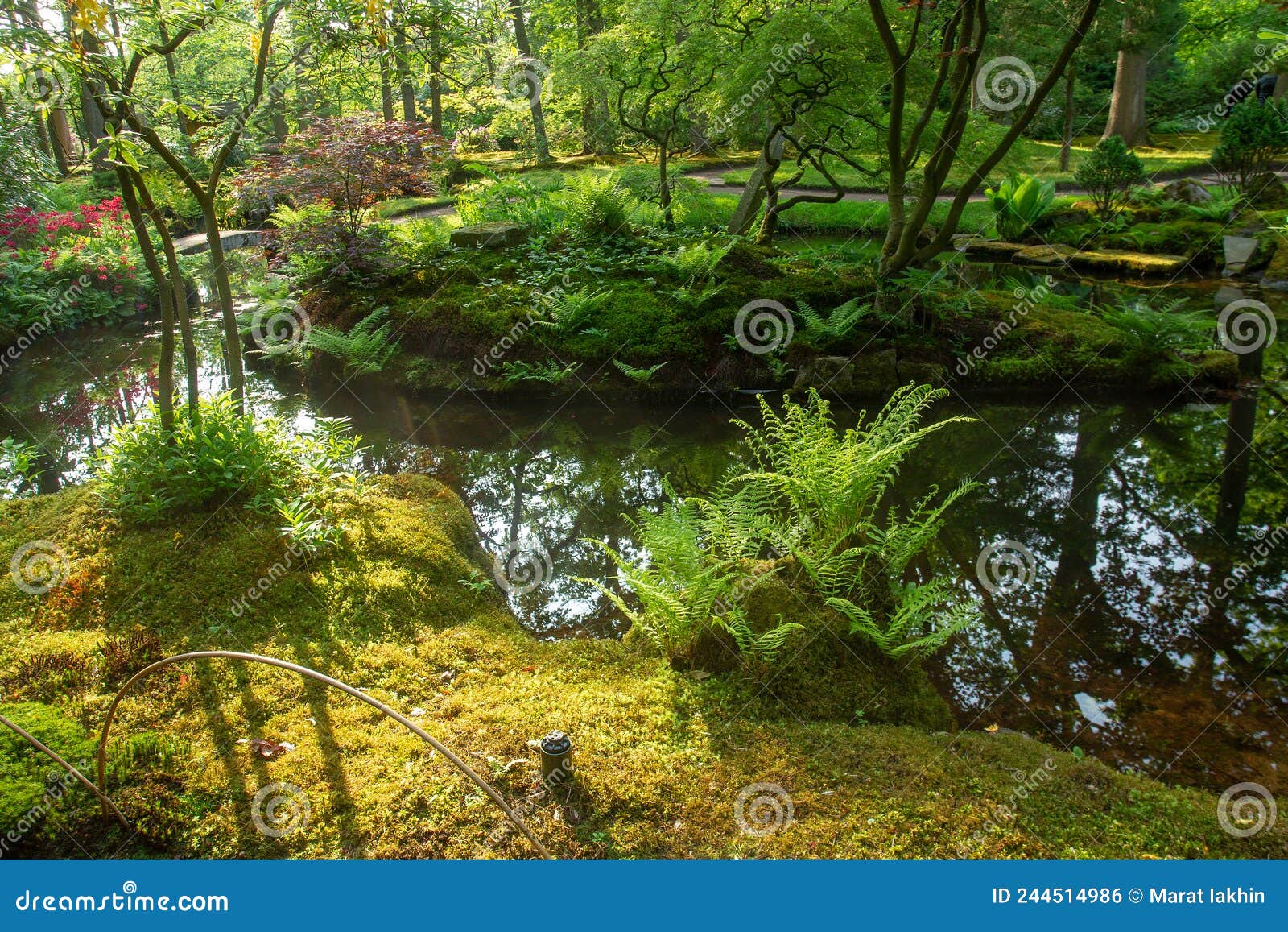 awe scene in japanese garden : ferns , water and other plants in the hague
