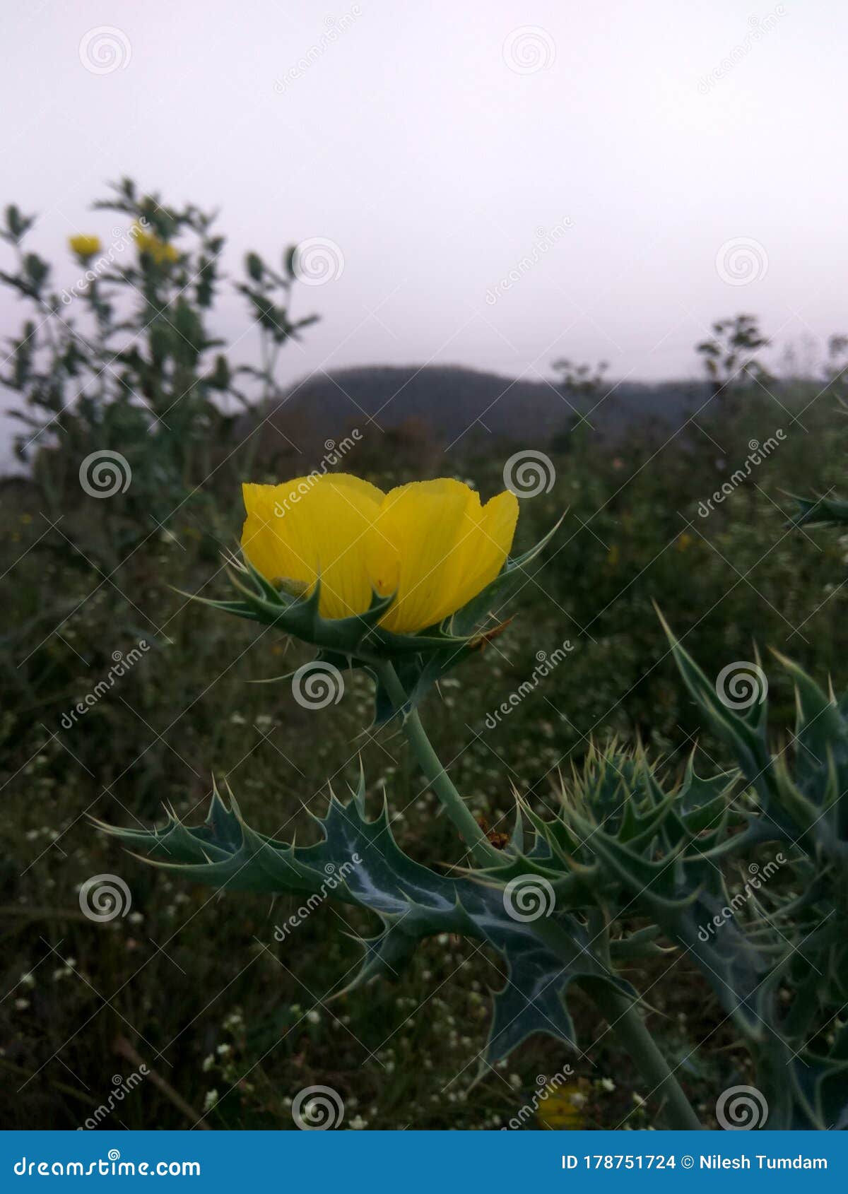 Awesome Beautiful Yellow Flower Unique Stock Photo Image of plant