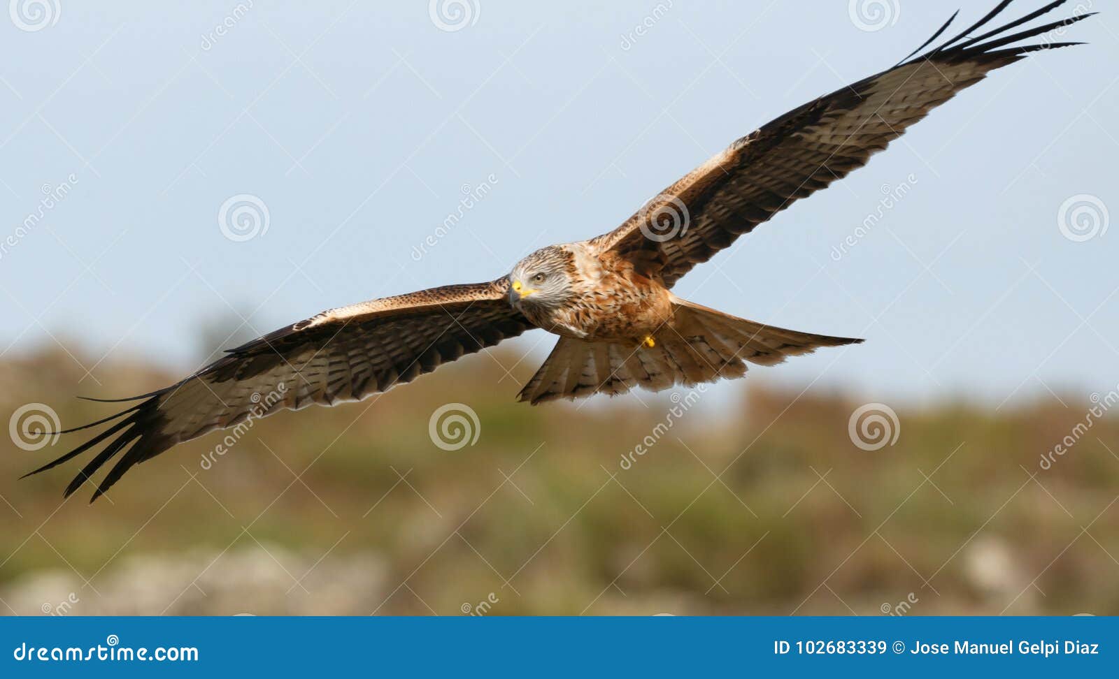 Awesome Bird of Prey in Flight Stock Image - Image of birding, sunny:  102683339, image size:1600x972