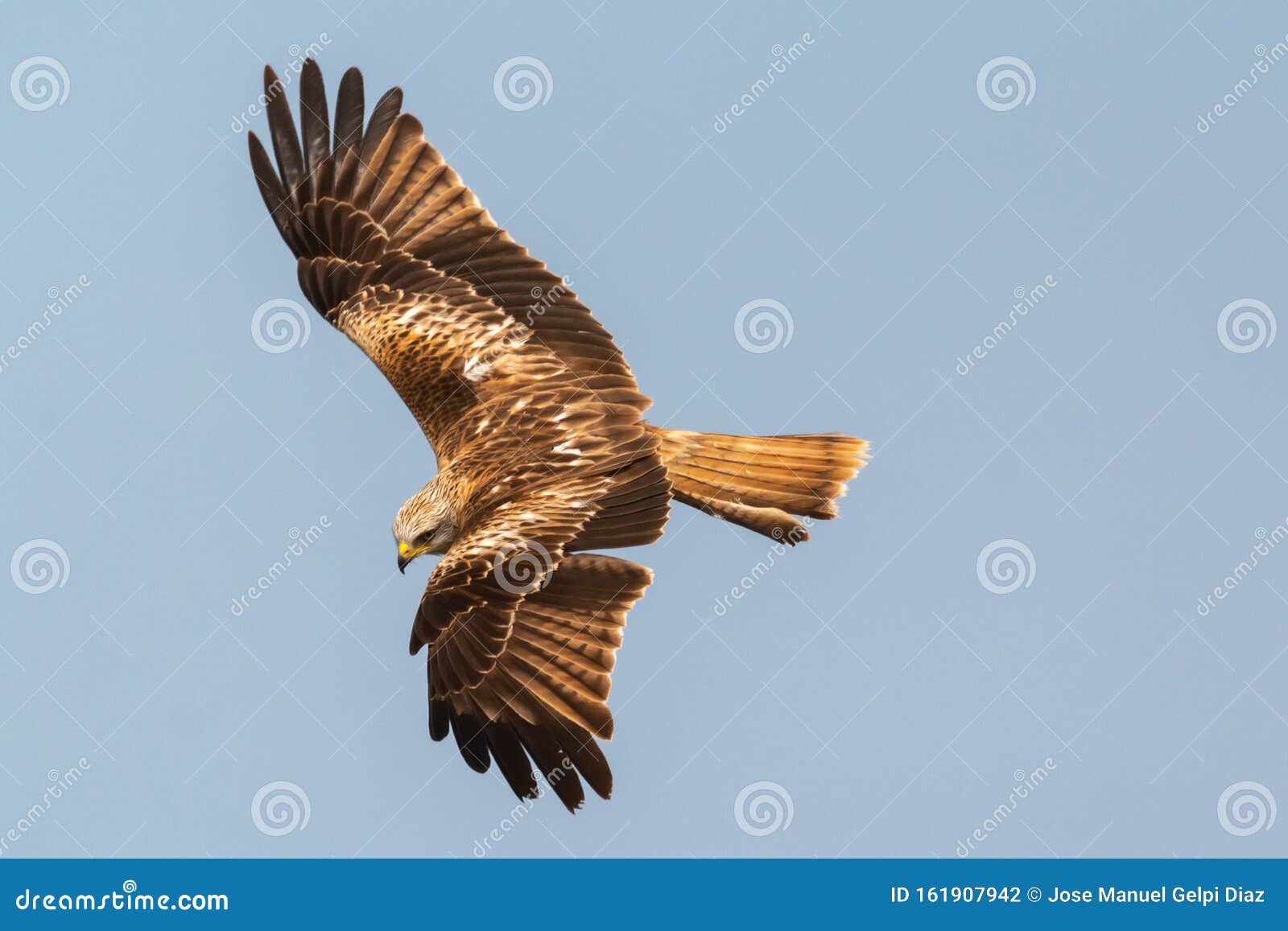 Awesome Bird of Prey in Flight Stock Photo - Image of speed, sunny:  161907942, image size:1600x1157