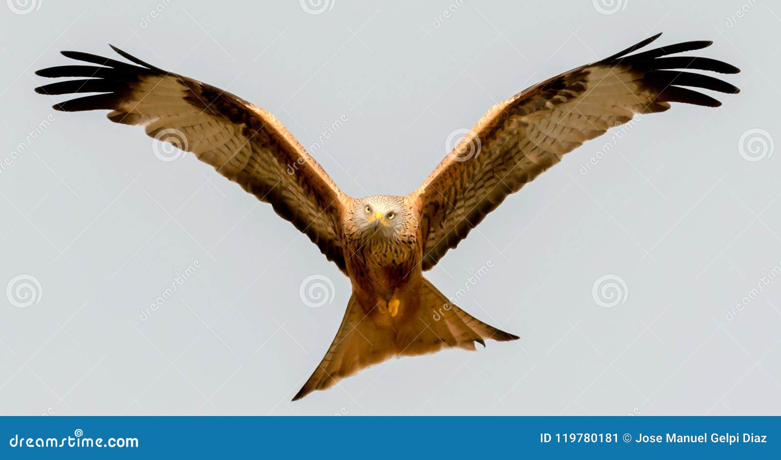 Awesome Bird of Prey in Flight Stock Image - Image of blue, flying:  119780181, image size:1600x942