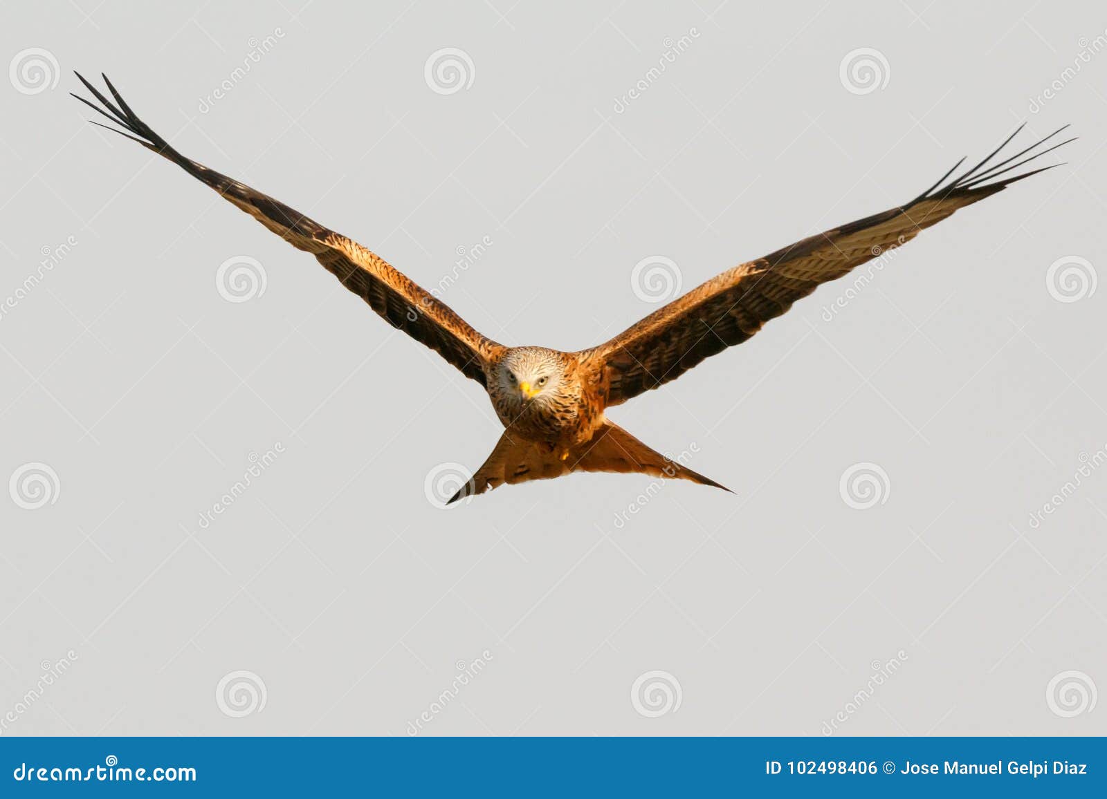 Awesome Bird of Prey in Flight Stock Photo - Image of kite, white: 102498406, image size:1600x1156