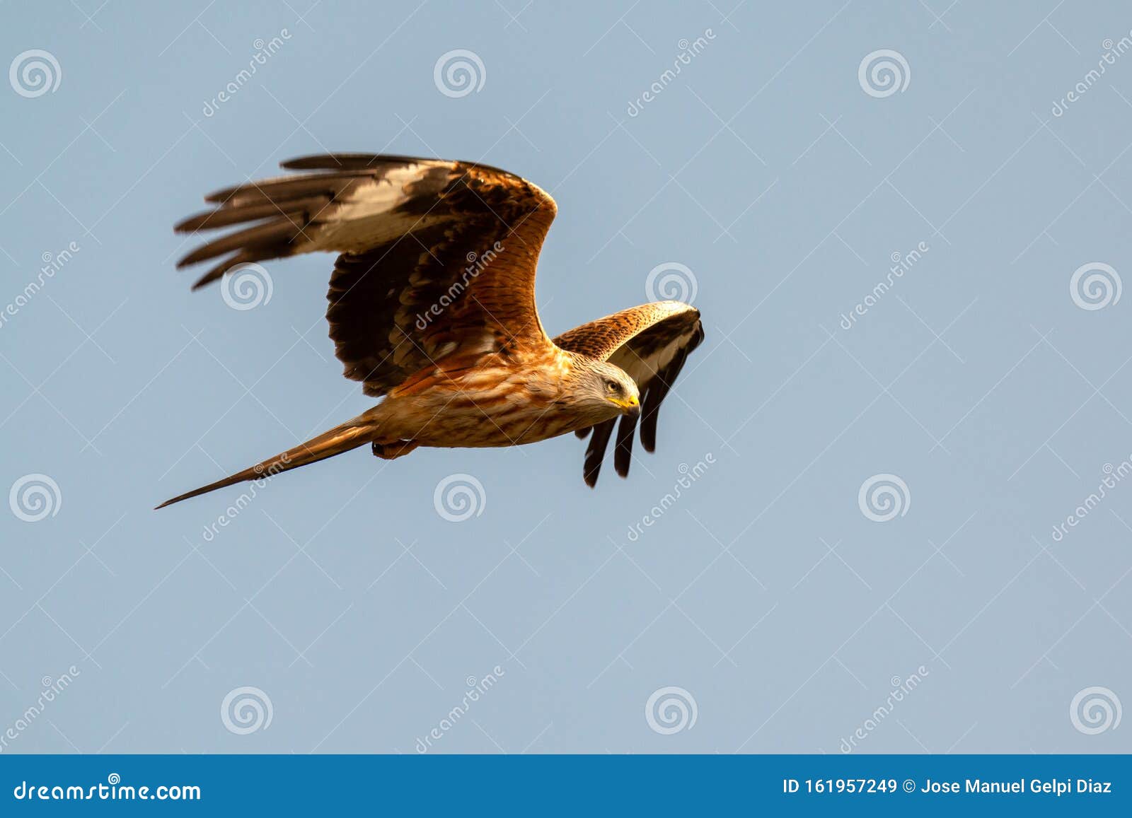 Awesome Bird of Prey in Flight Stock Image - Image of flying, bird:  161957249, image size:1600x1157