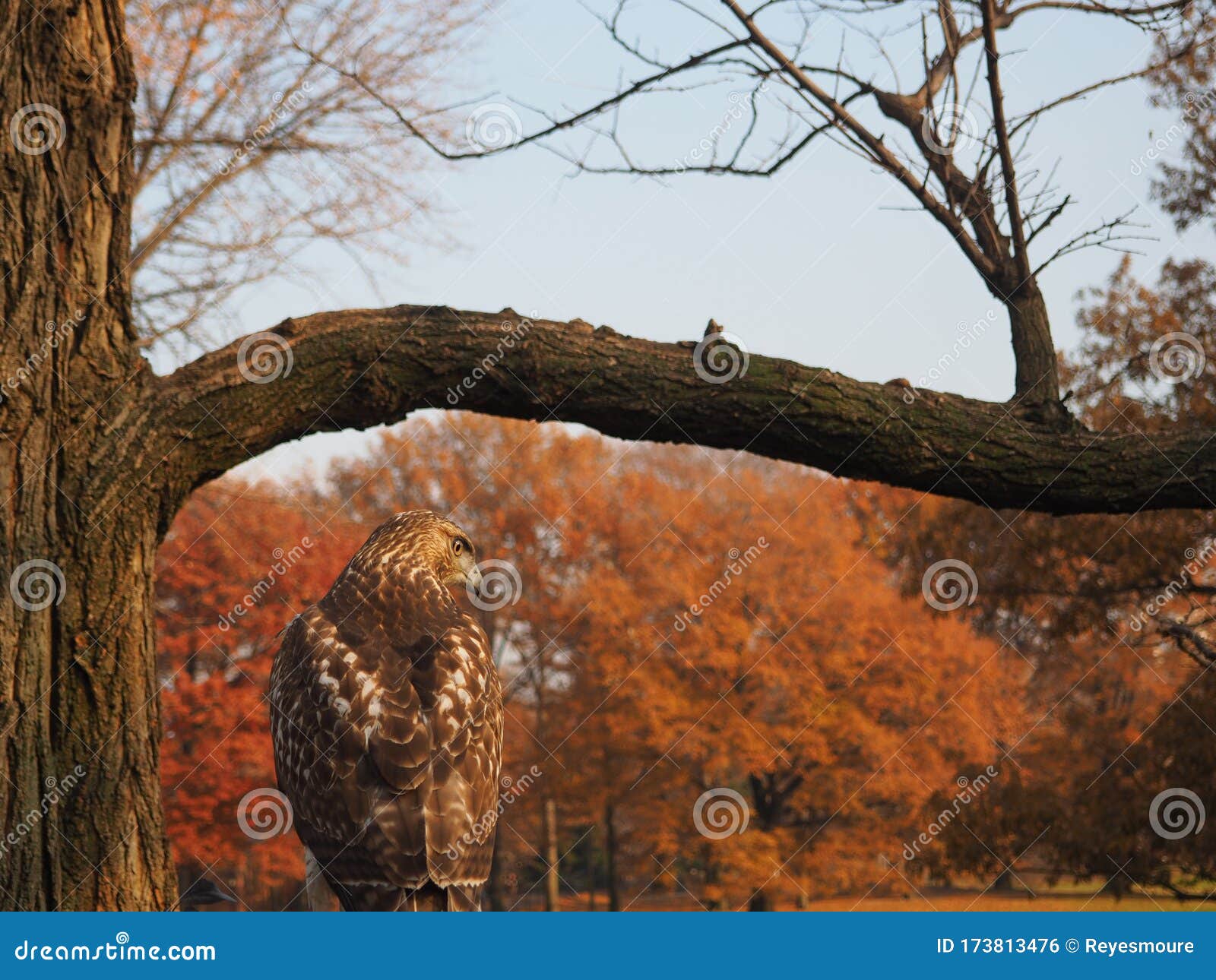 amazing eagle in ny.