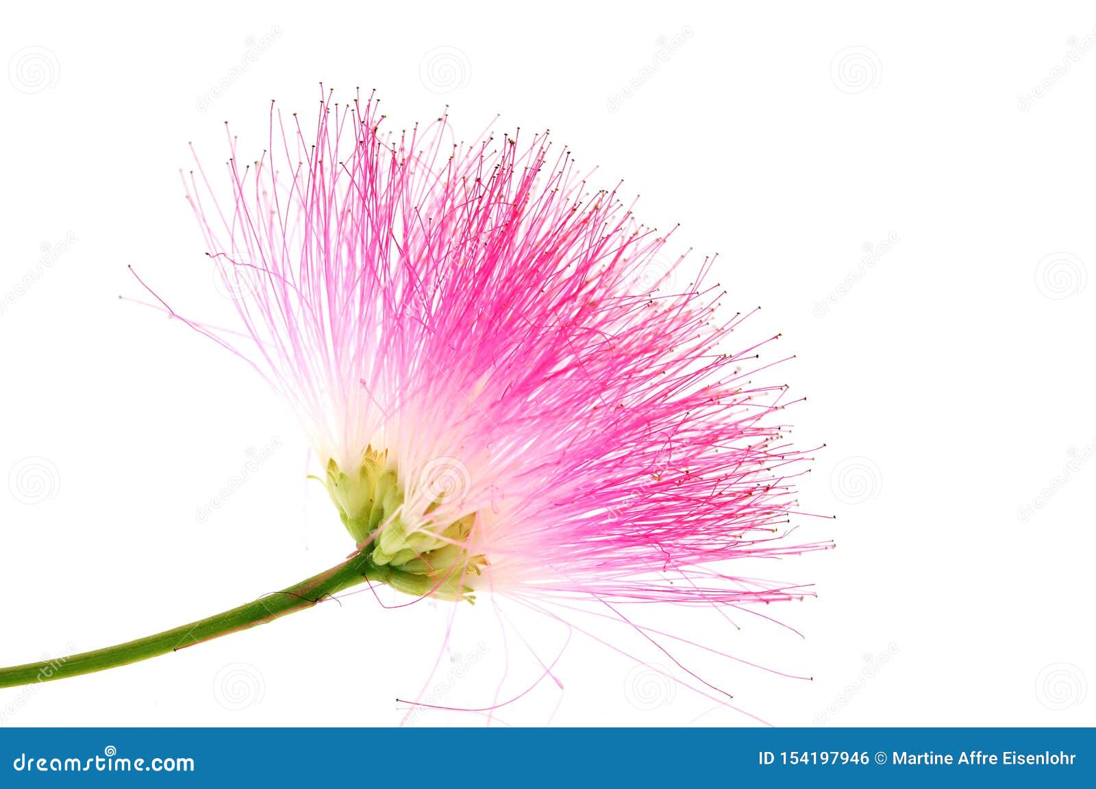Silk Tree Albizia Julibrissin In Bloom On White Background Stock Photo Image Of Bird Butterfly