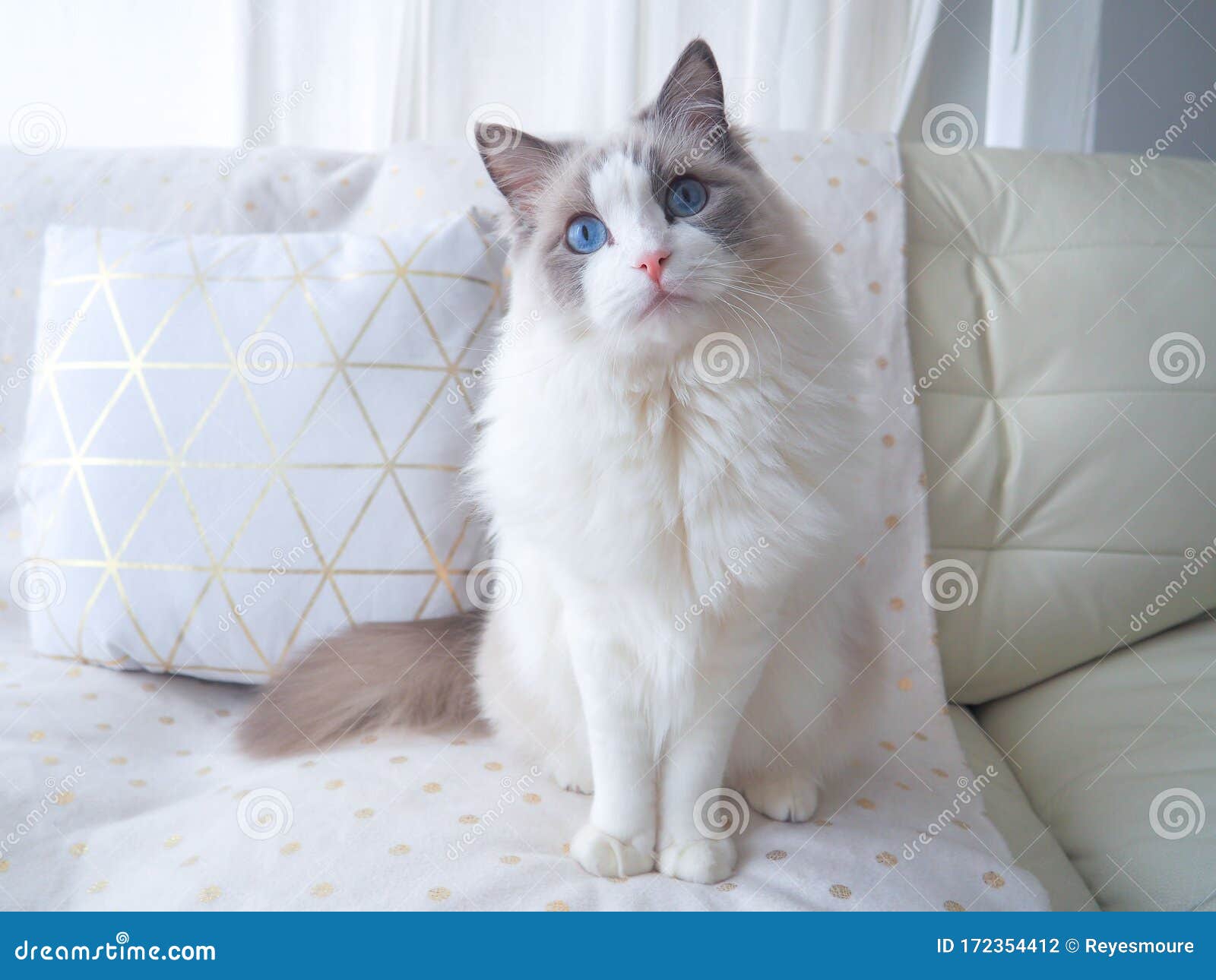 adorable ragdoll cat with beautiful cushion.