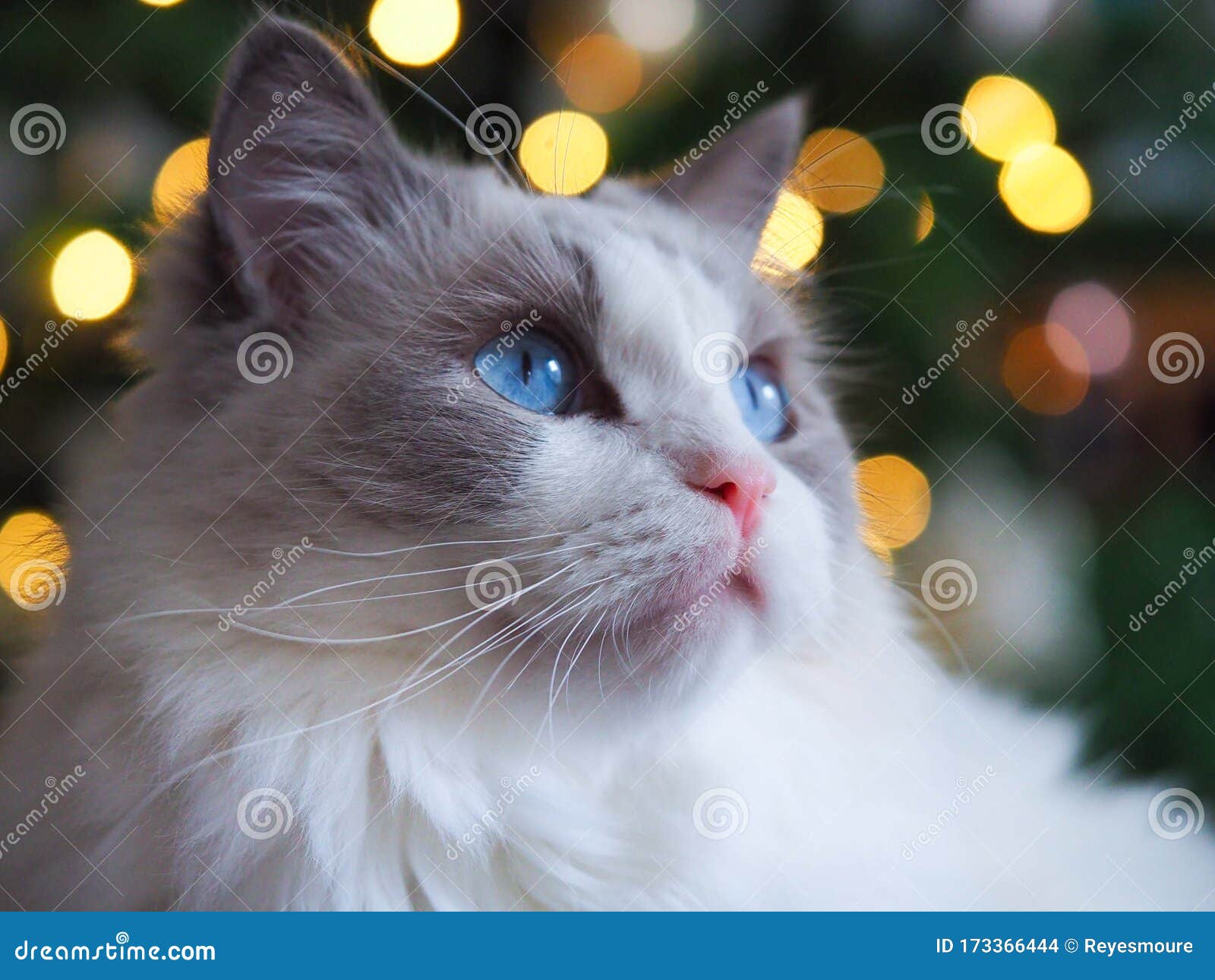 adorable ragdoll cat blue eyes.