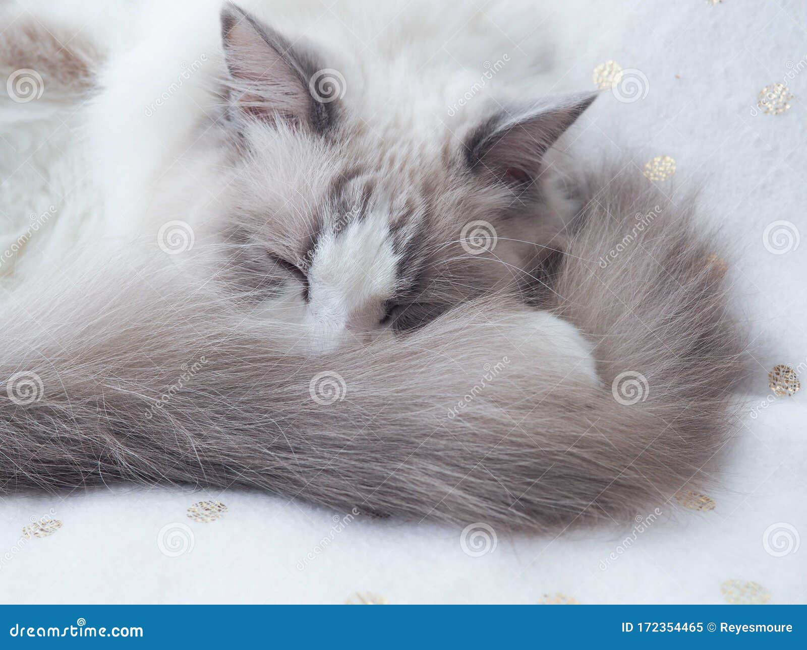 adorable ragdoll cat with fluffy grey tail.