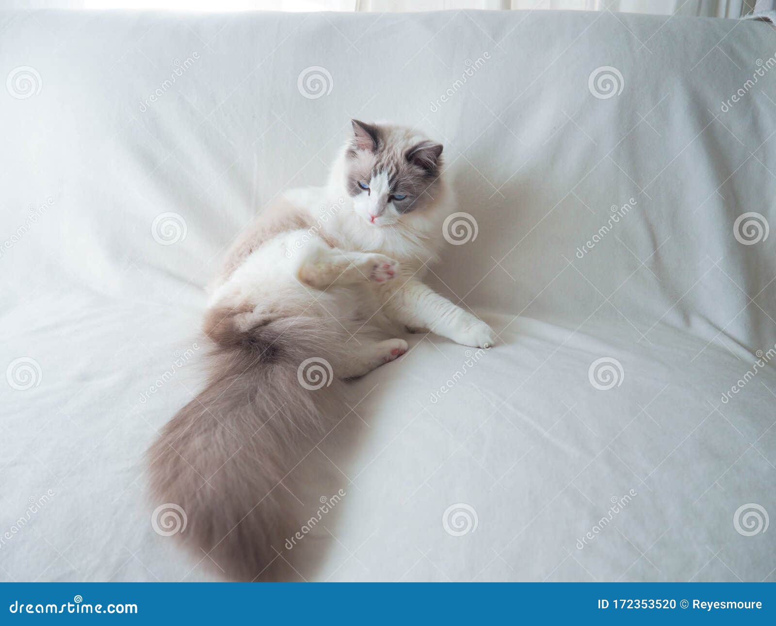 adorable ragdoll cat with long fluffy grey tail.