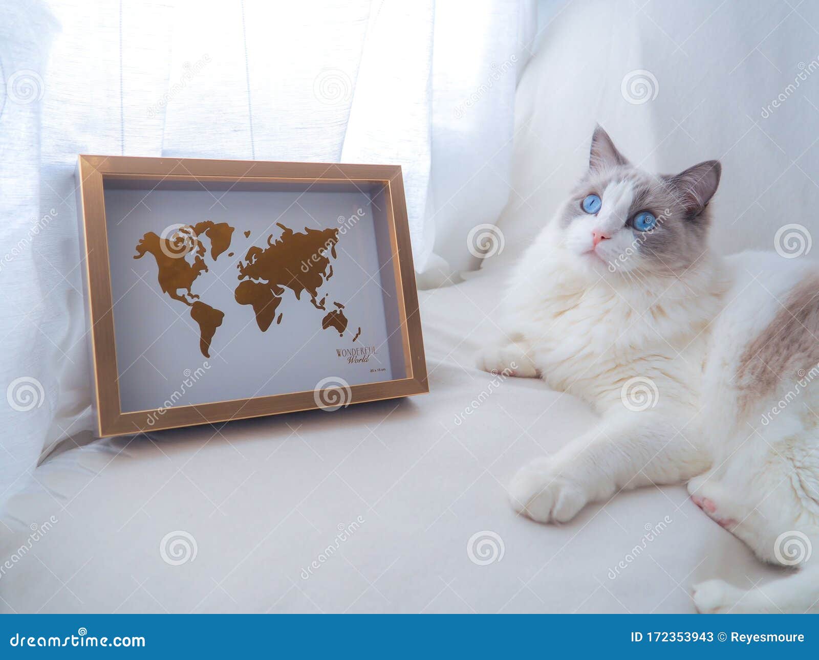 adorable ragdoll cat with a world map.