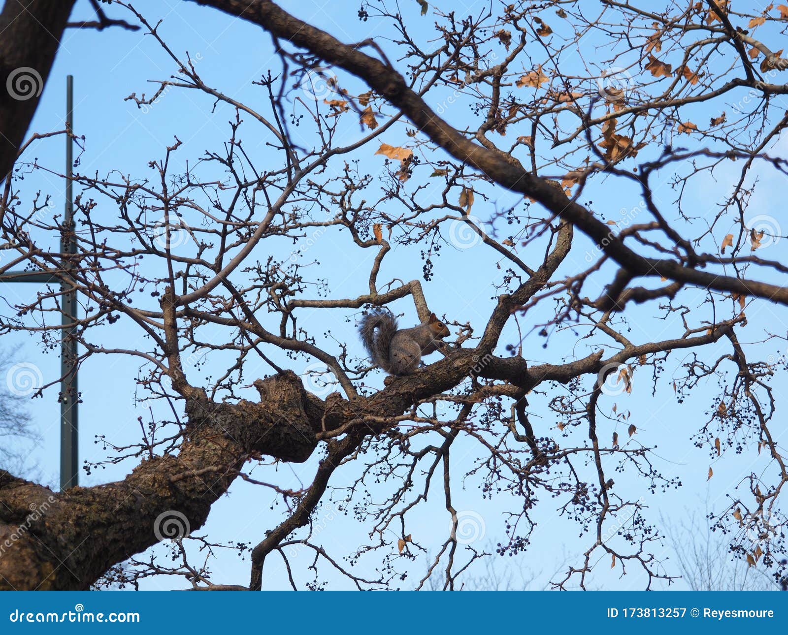 amazing squirrel in ny.