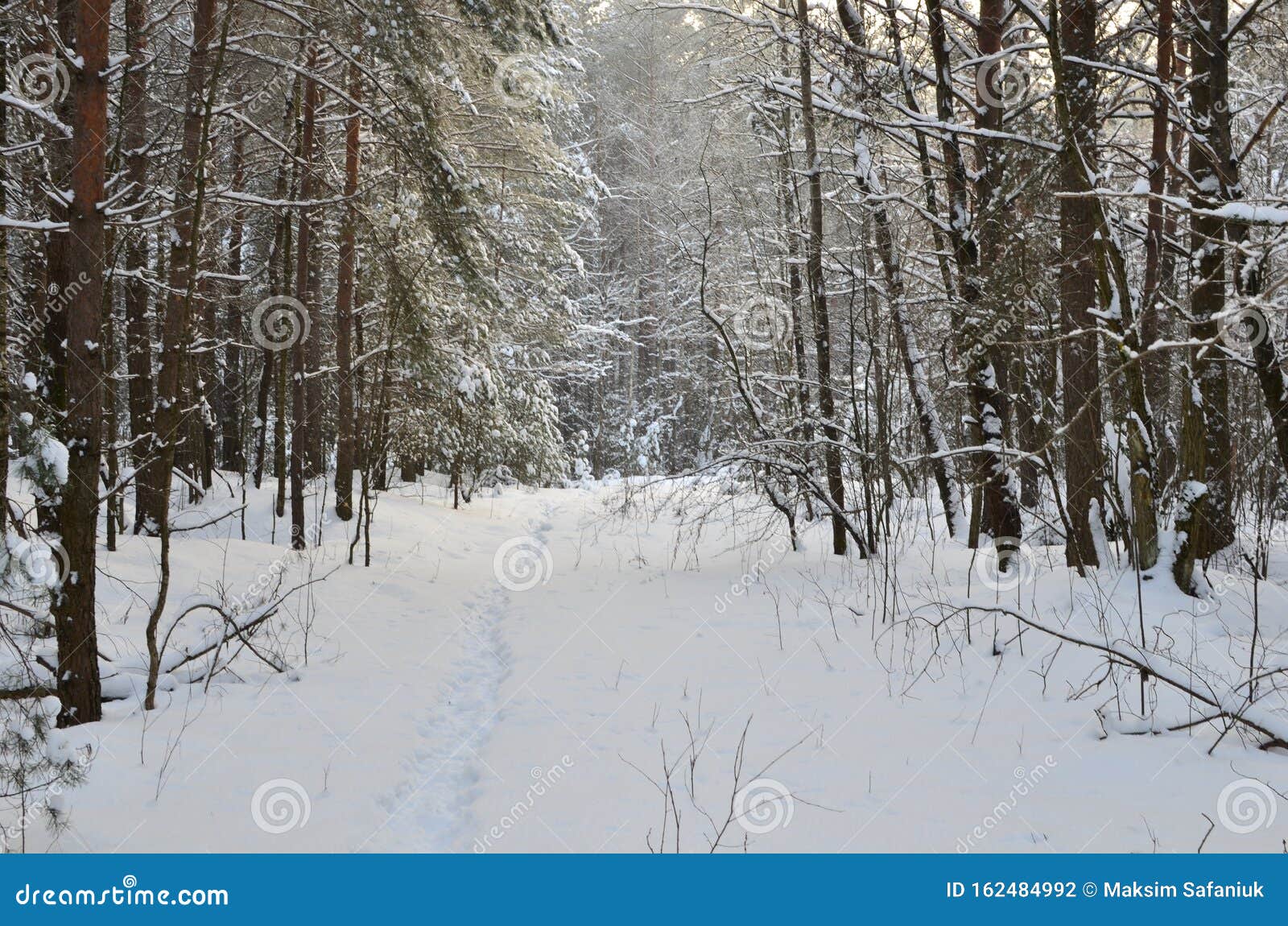 Awesome Winter Landscape. a Snow-covered Path among the Trees in the ...