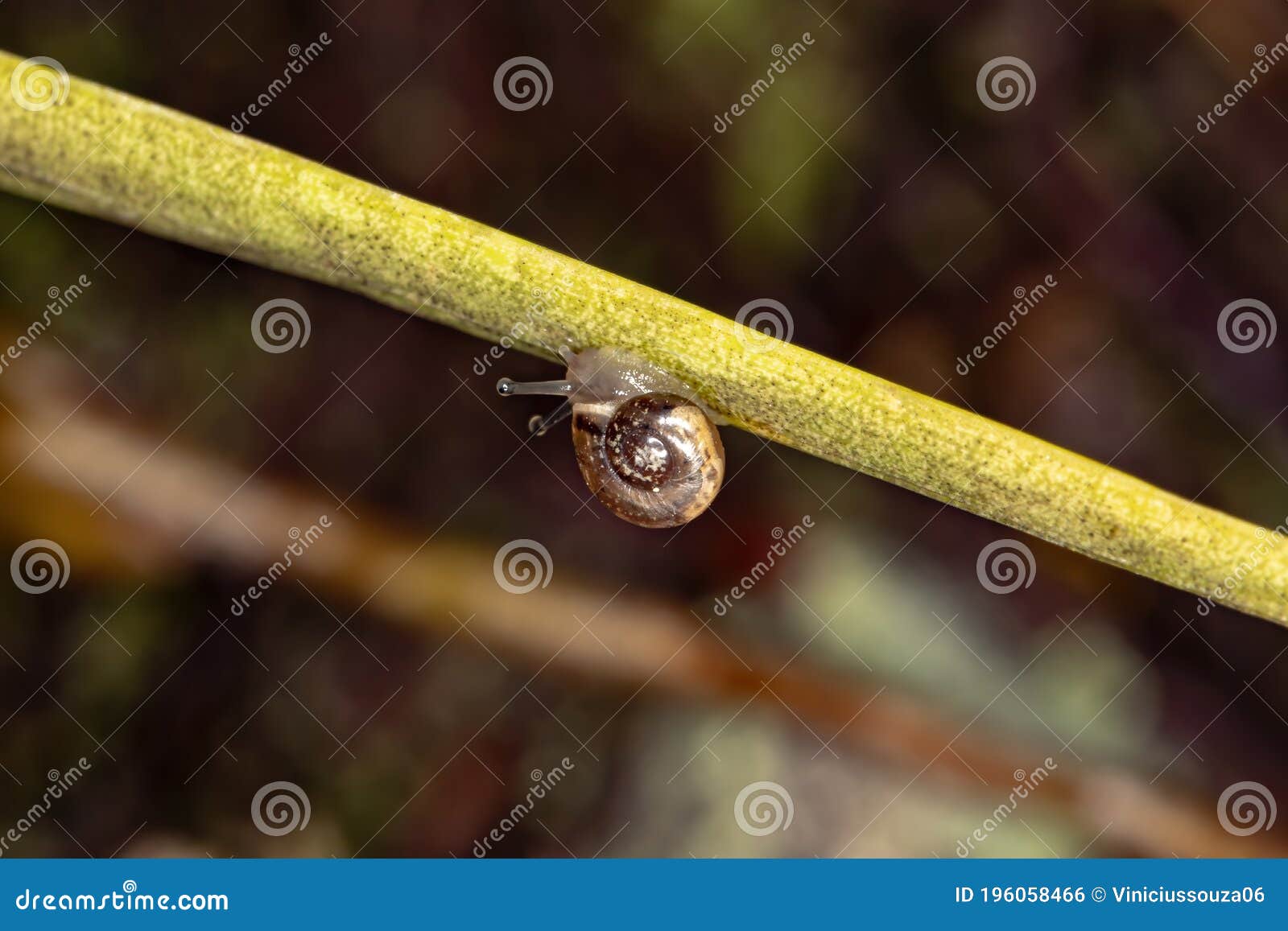 awl snail