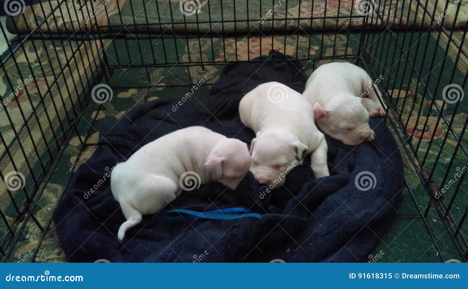 Gotti kennels sales