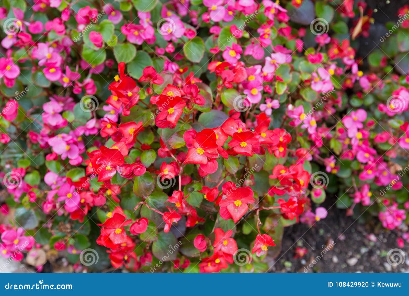 ax begonia flower in pink red with yellow stamen blossoming in g