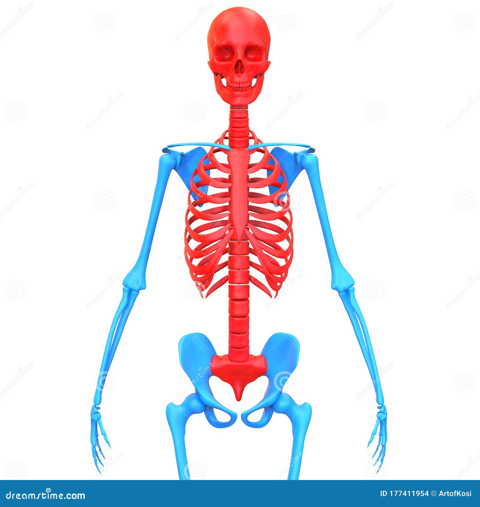 Axial Skeleton Of Human Skeleton System Anatomy 3d Rendering Stock