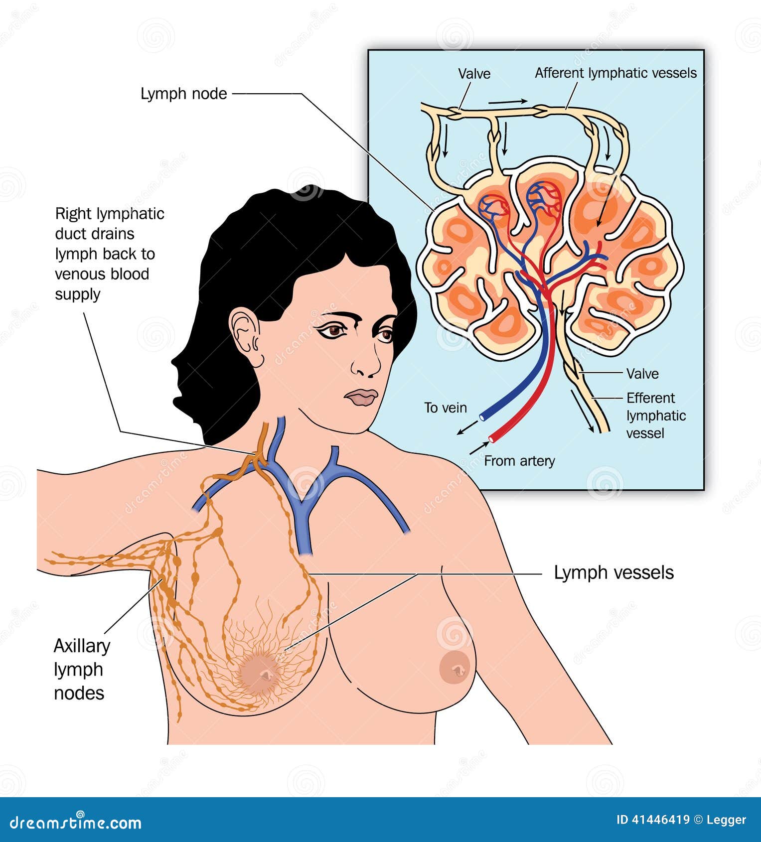 axillary lymph drainage