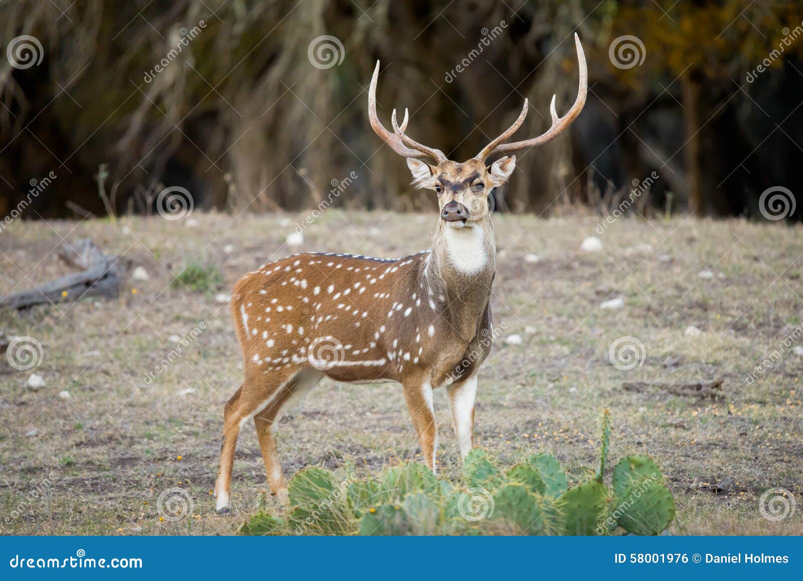 Axis Buck stock photo. Image of animal, north, wild, ranch 58001976