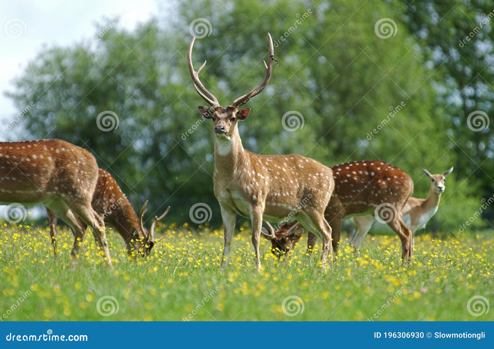 Axis Deer, Axis Axis, Herd Standing in Meadow with Flowers Stock Photo