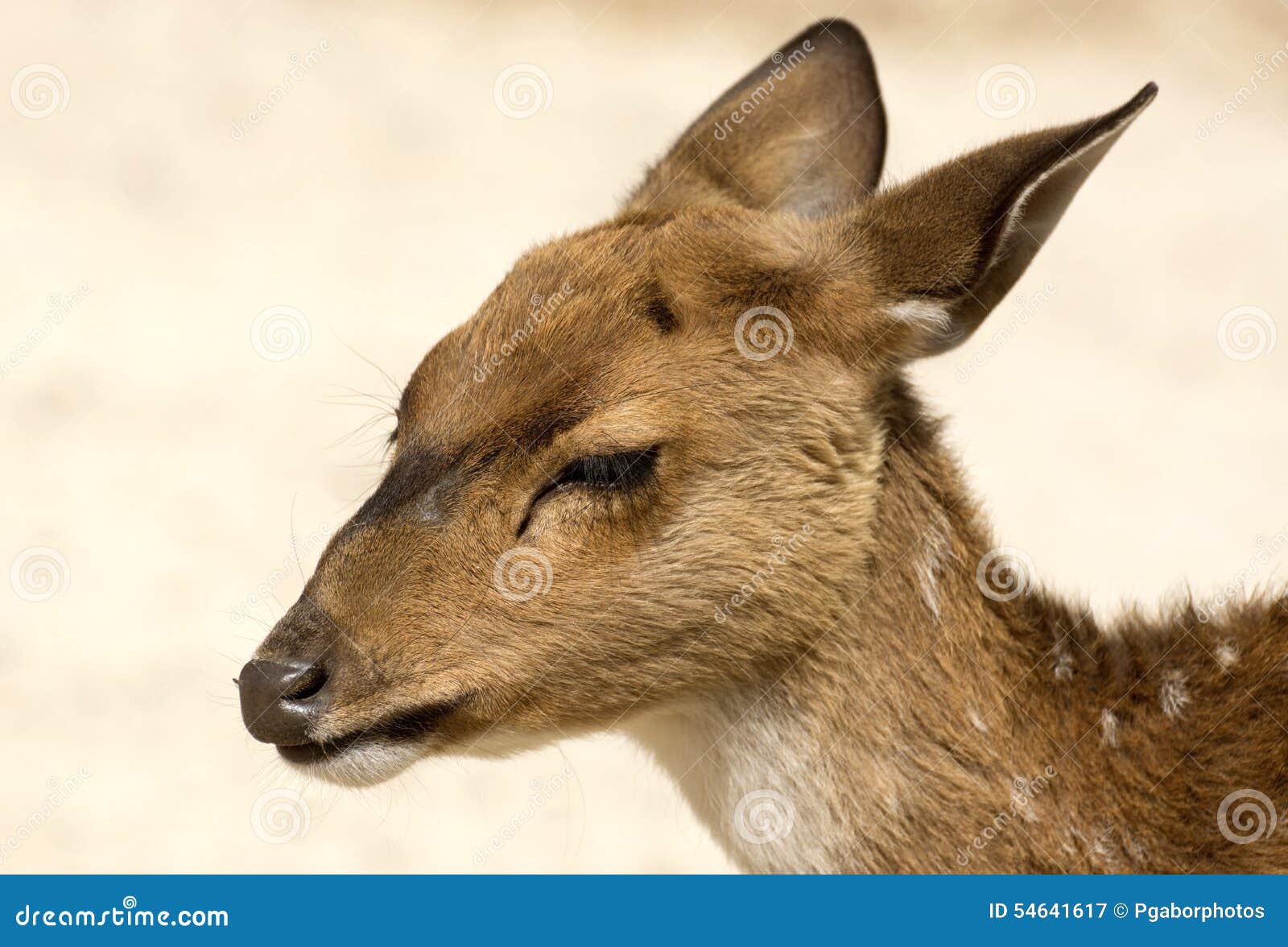 Axis deer stock image. Image of stag, reserve, little 54641617