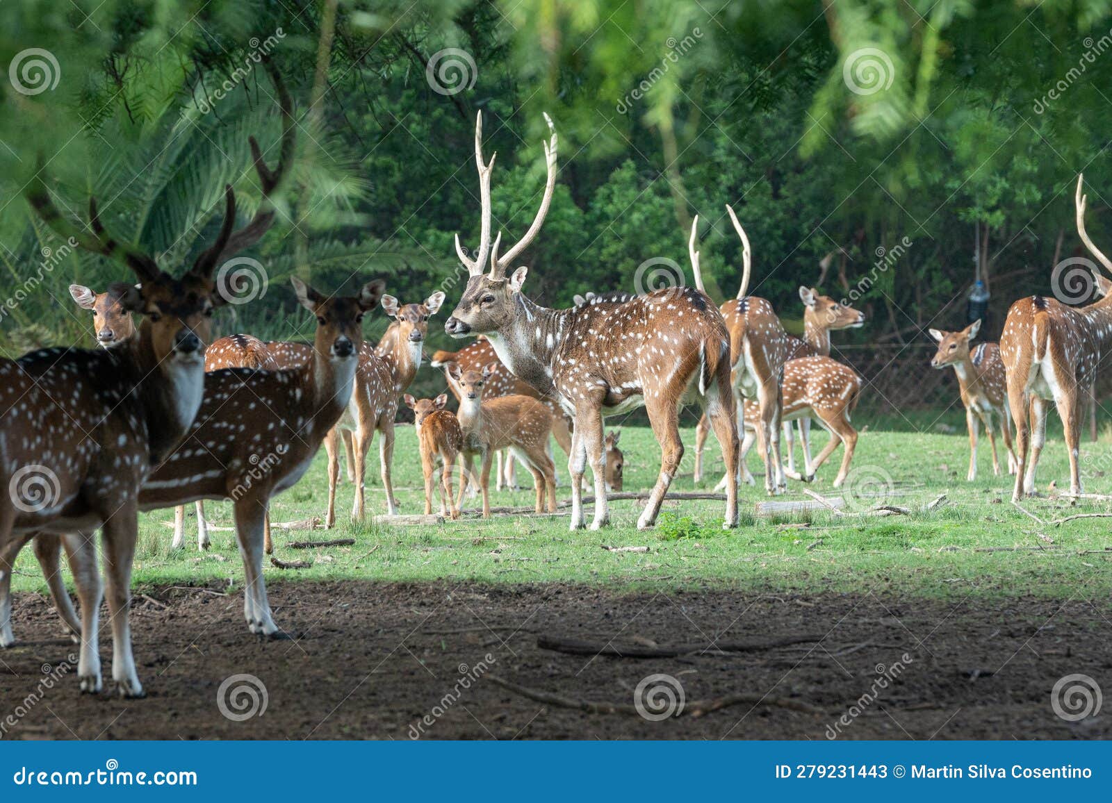 axis deer in the parque zoologico lecoq in the capital of montevideo in uruguay.